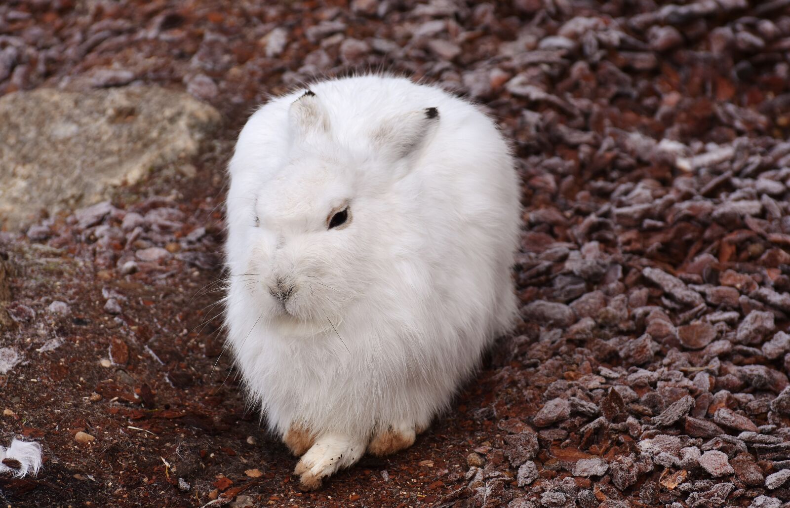 Nikon D7200 sample photo. Schneehase, cute, zoo photography