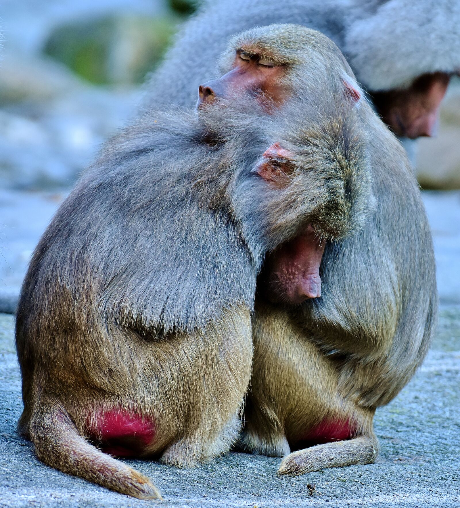 Nikon D7200 sample photo. Baboons, ape, smooch photography