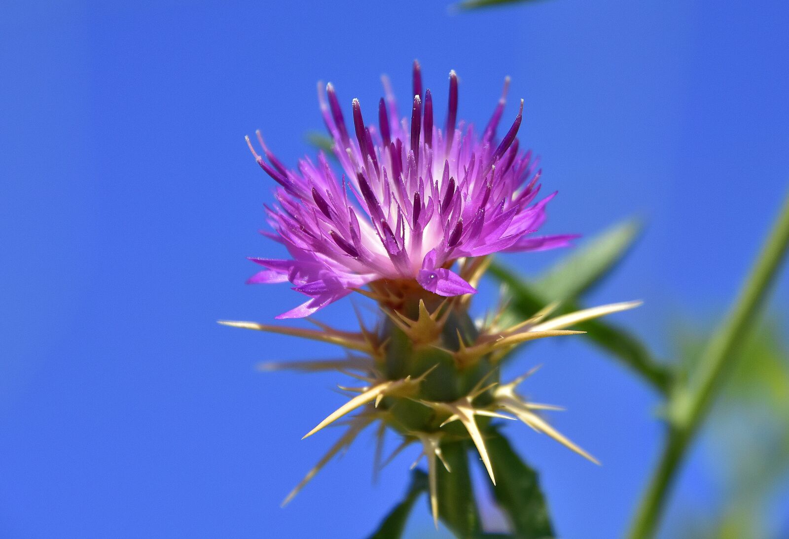 Nikon D7200 sample photo. Plants, flower, garden photography