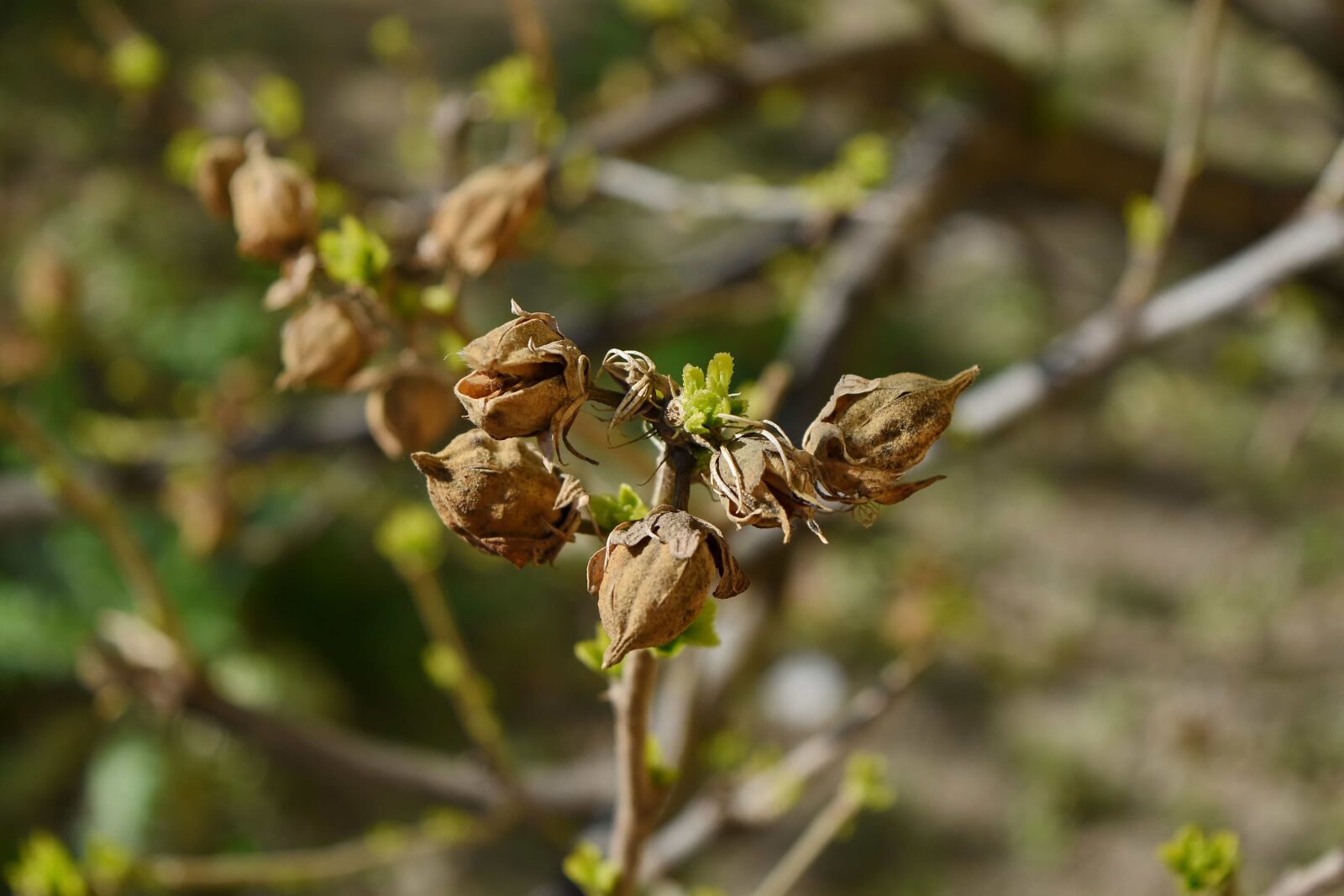 Nikon D5500 sample photo. Leaf, nature, outdoors, branch photography