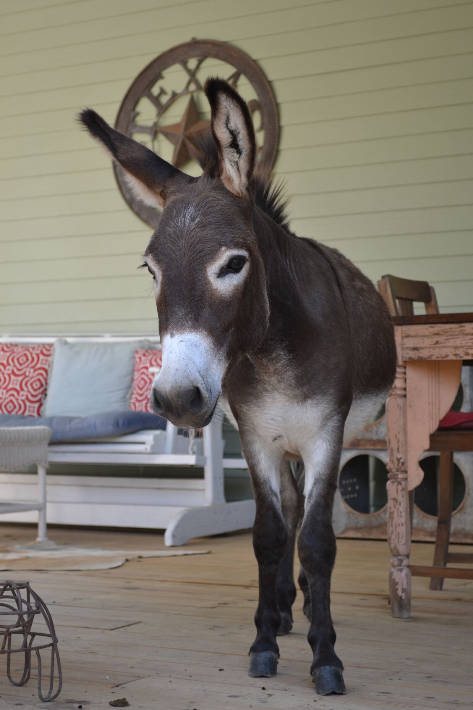 Nikon D3100 sample photo. Donkey on porch, funny photography