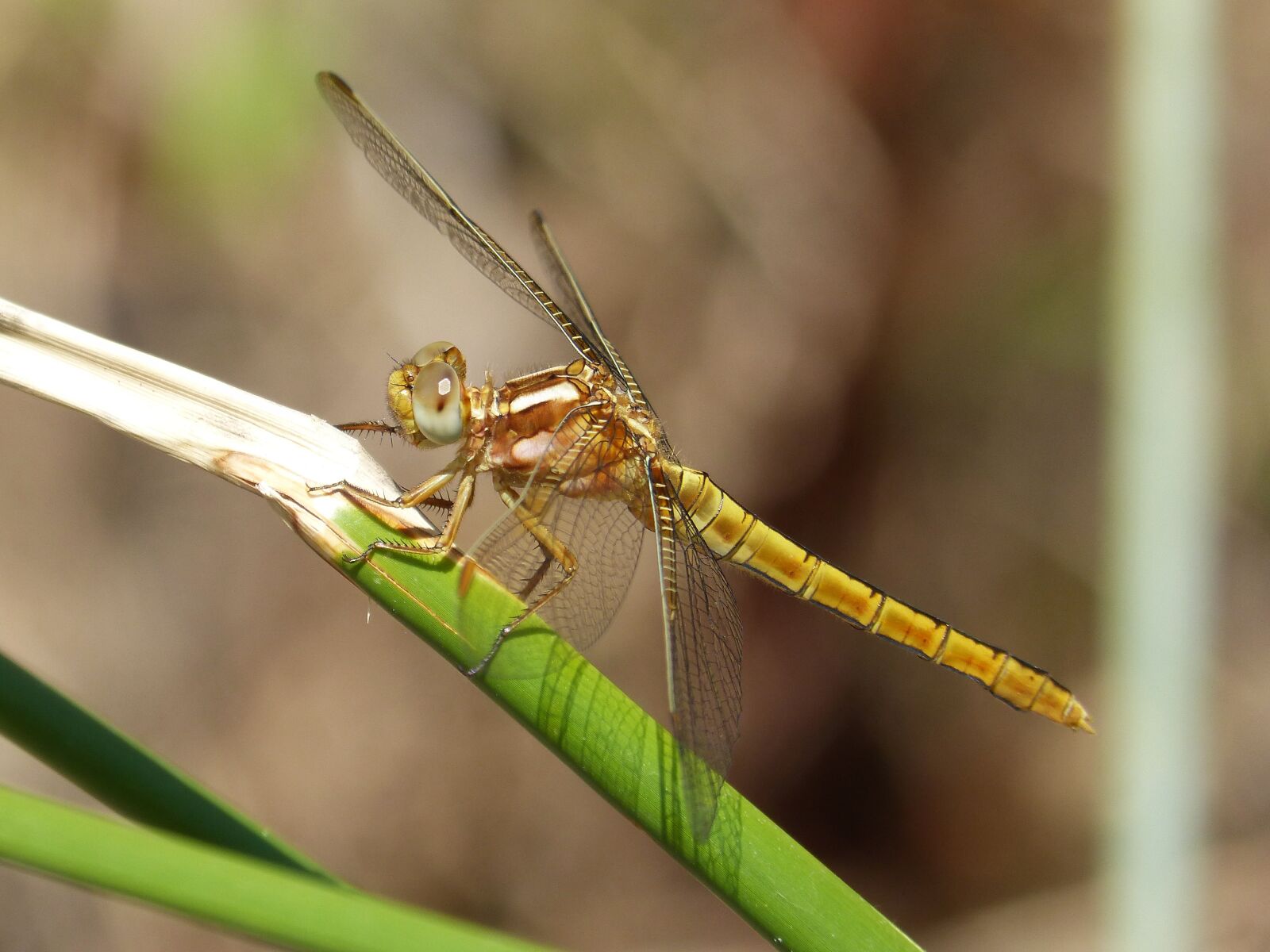 Panasonic DMC-FZ62 sample photo. Dragonfly, golden dragonfly, sympetrum photography
