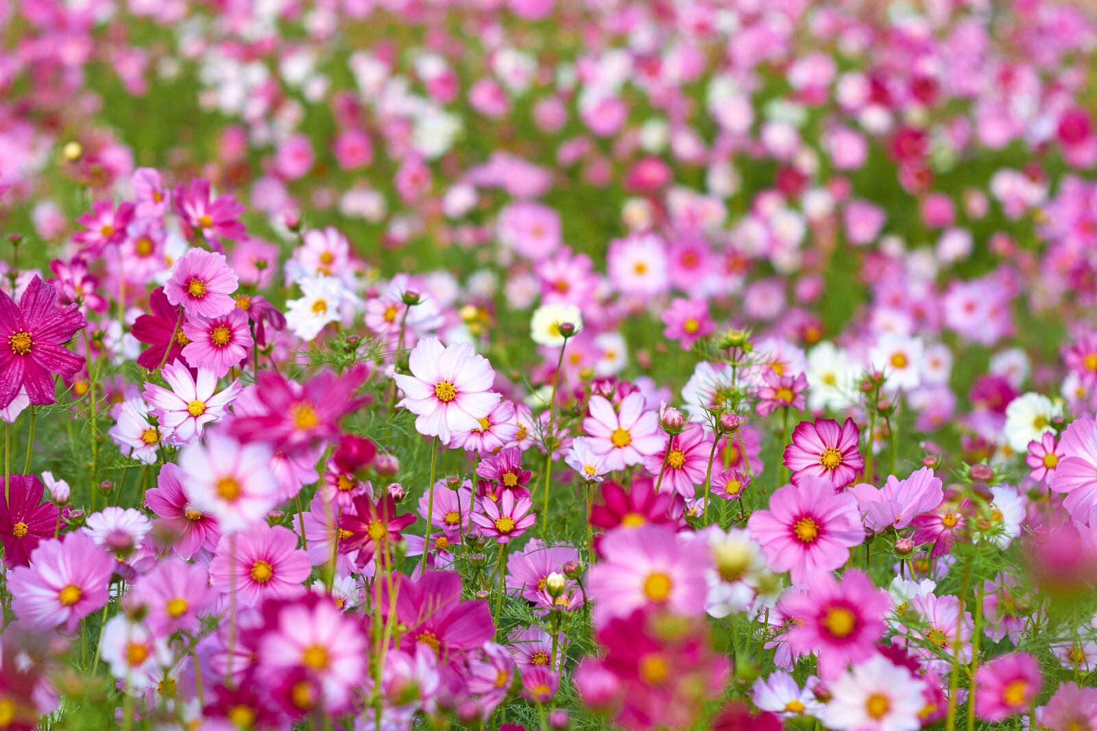 Canon EF 50mm F1.8 II sample photo. Flowers, pink, landscape photography