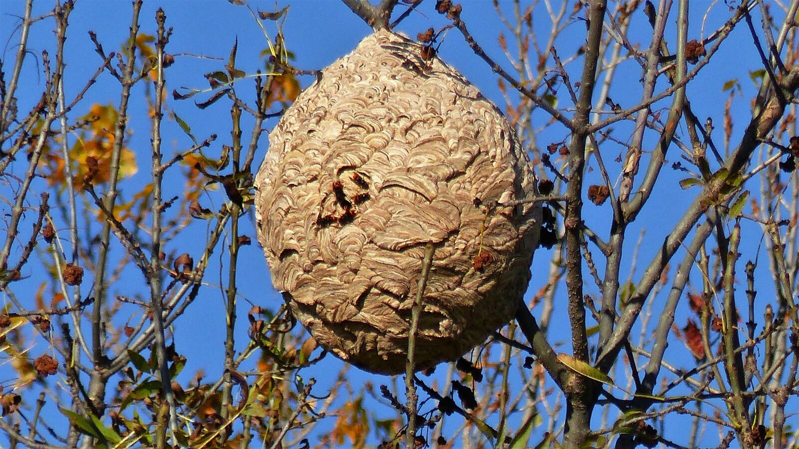 Panasonic Lumix DMC-FZ200 sample photo. Insects, nest, nature photography