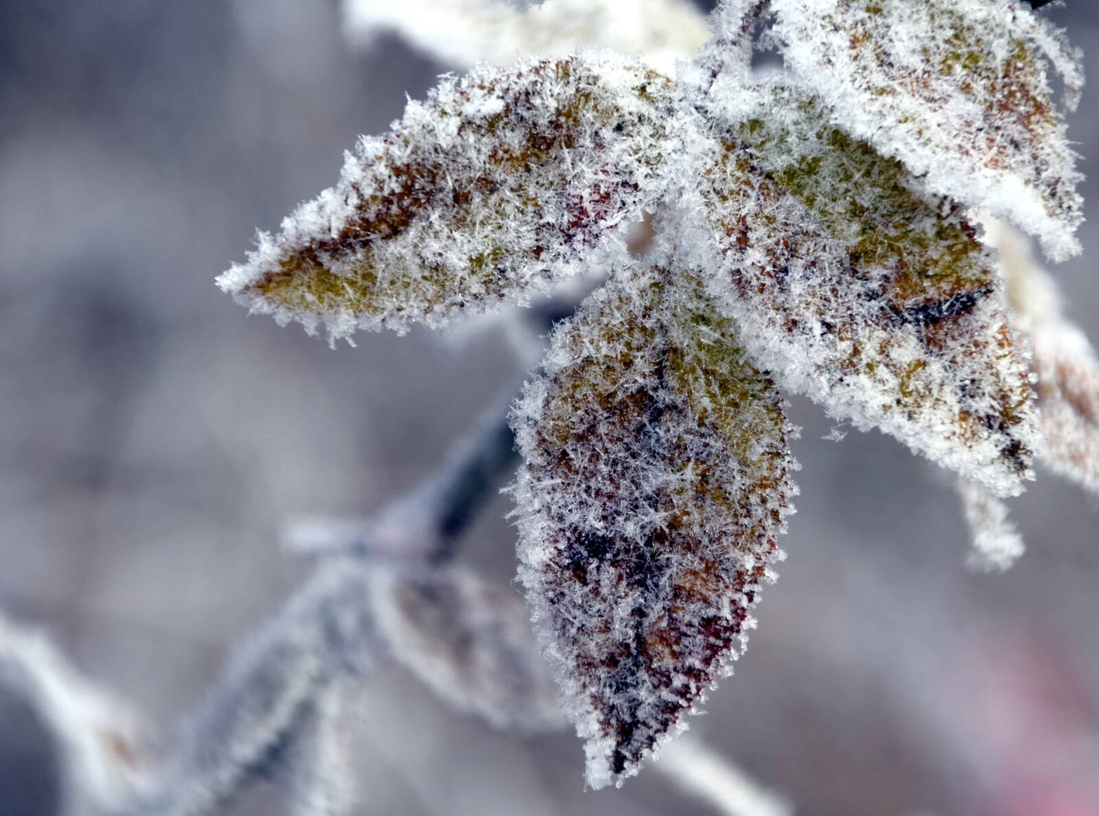 Nikon D3300 sample photo. Winter, nature, leaf, frost photography