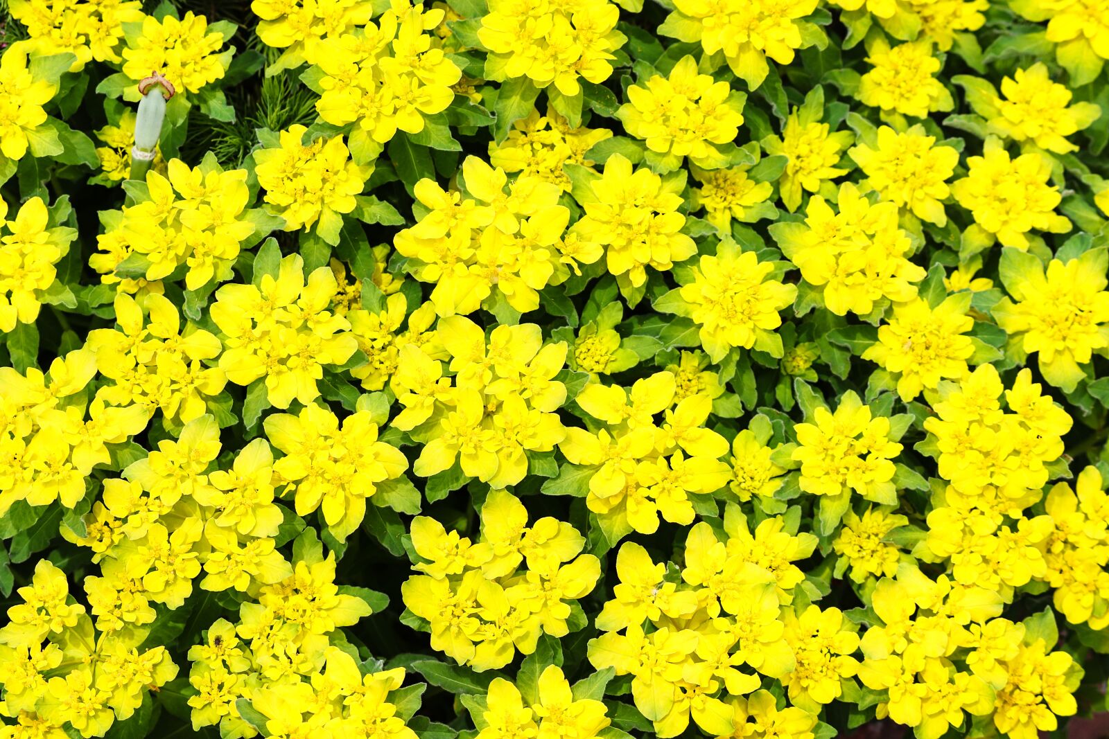 Canon EOS 200D (EOS Rebel SL2 / EOS Kiss X9) sample photo. Gold wolf milk, spurge photography