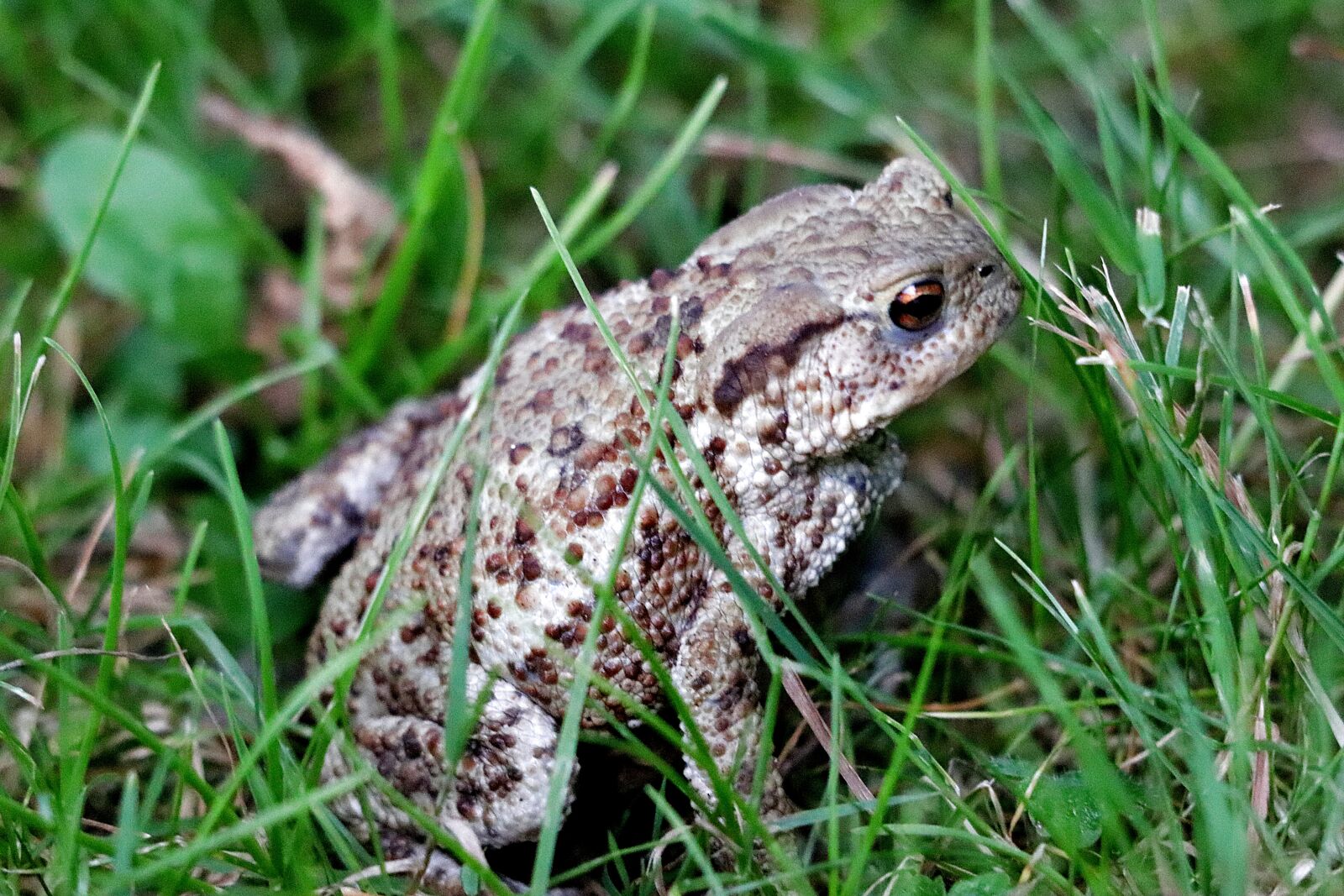 Canon EOS 77D (EOS 9000D / EOS 770D) sample photo. Frog, toad, high photography