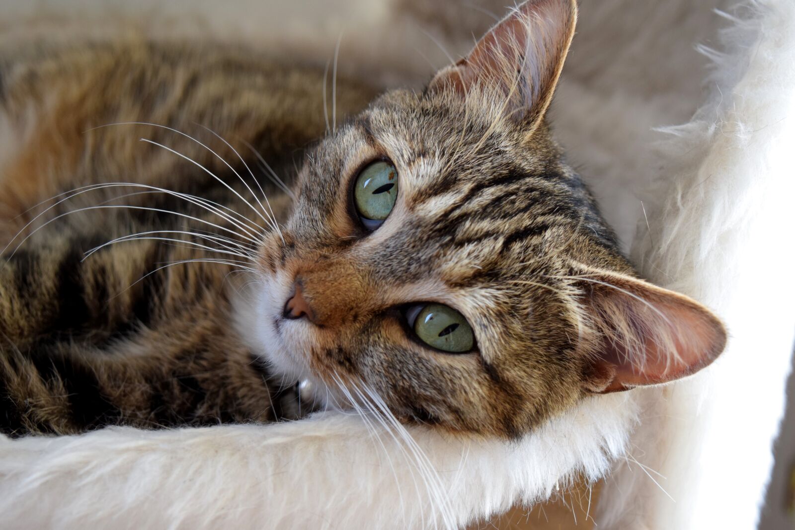 Nikon D5300 sample photo. Cat, sweetness, animal photography