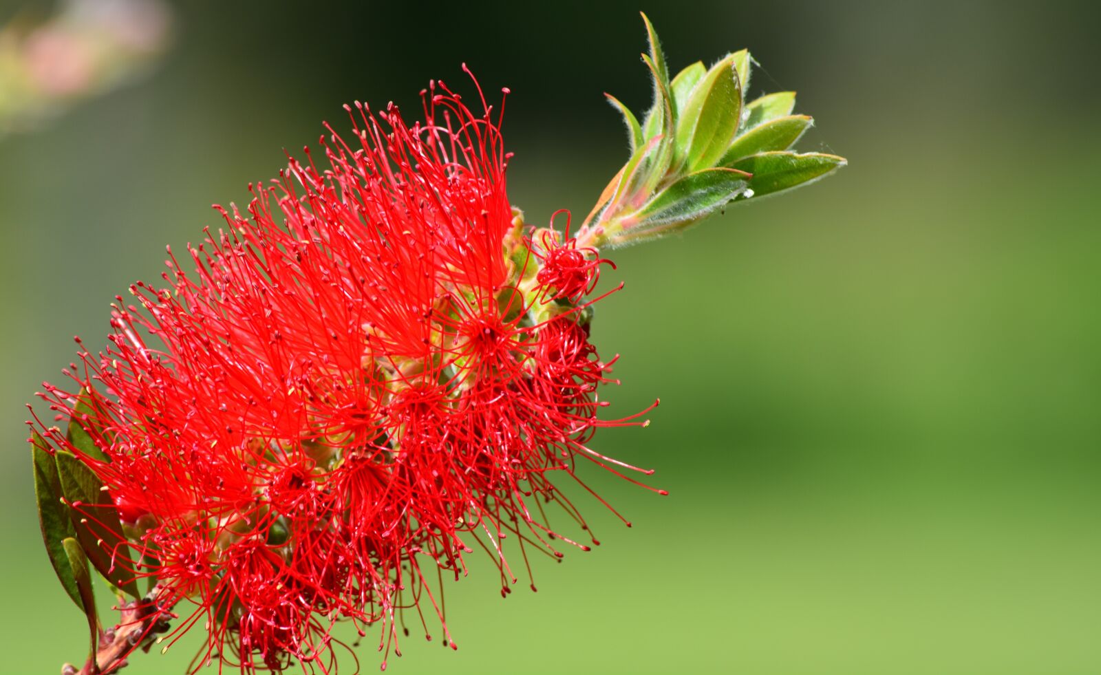 Nikon D5200 sample photo. Callistemon, brush, long photography