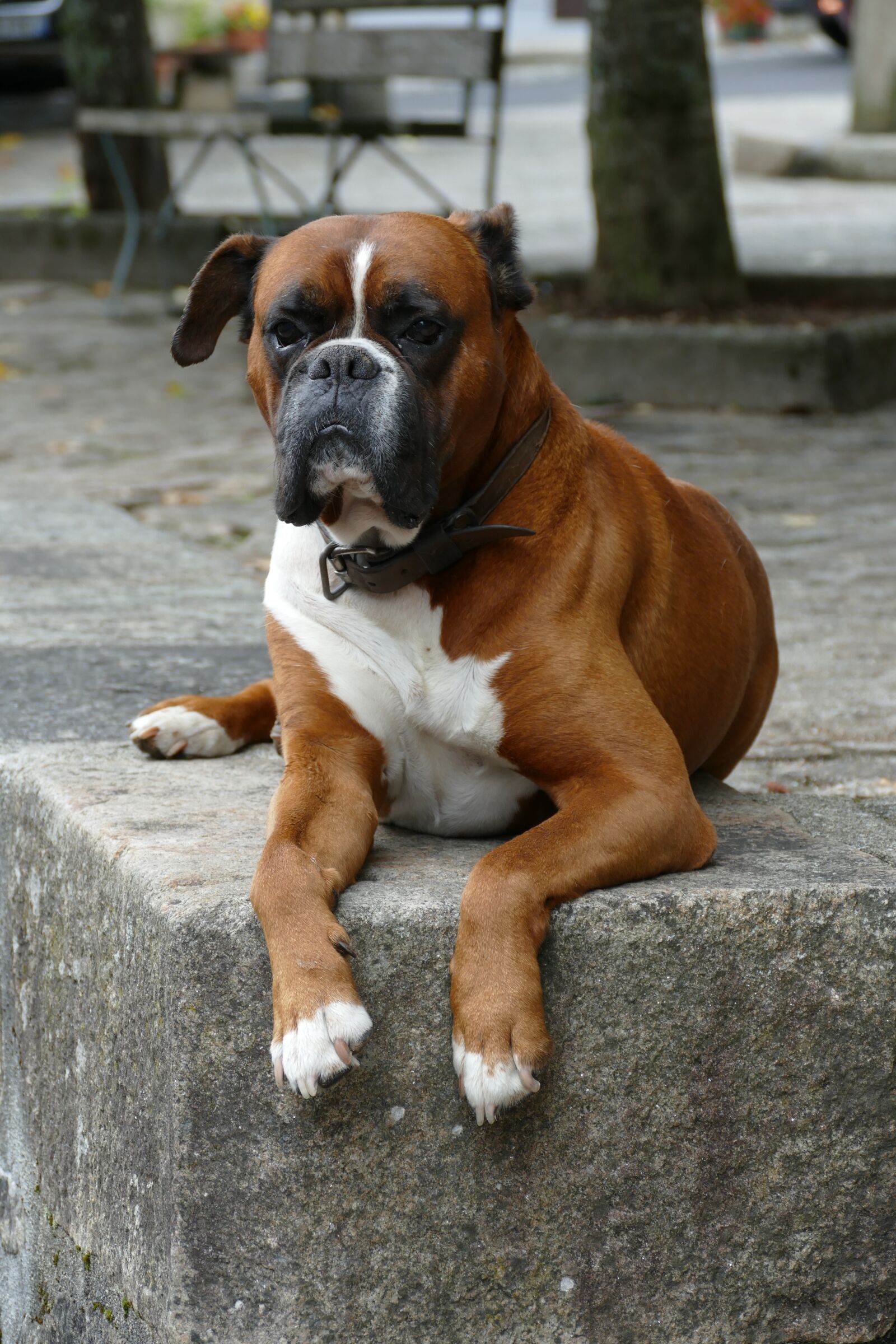 Panasonic Lumix DMC-FZ1000 sample photo. Boxer, dog, pet photography