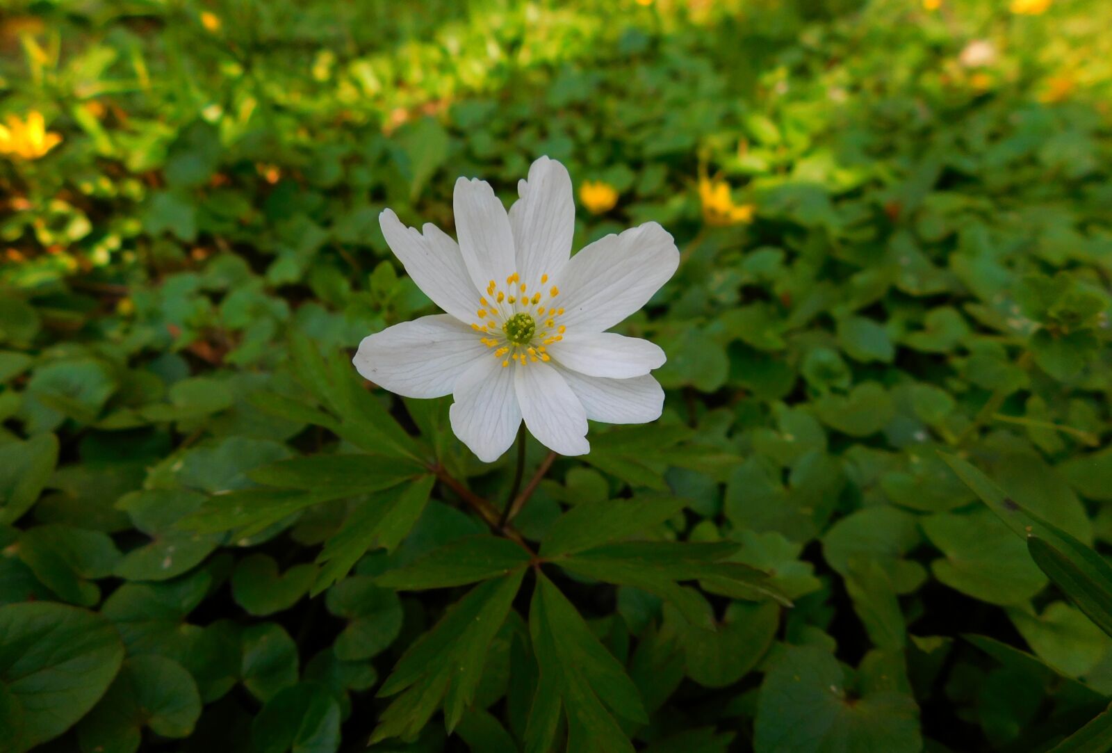 Nikon Coolpix L840 sample photo. Wood anemone, pollen, small photography