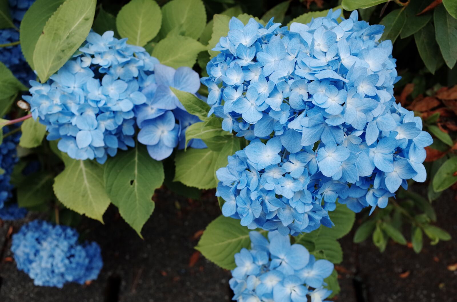 Ricoh GR + GR Lens sample photo. Flower, hydrangea, blue photography