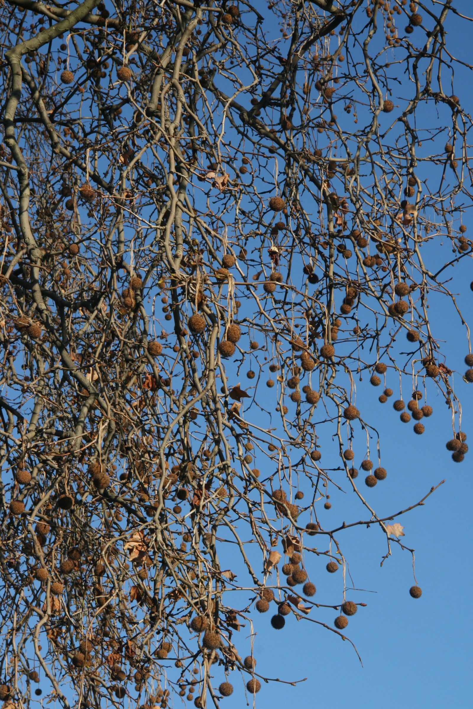 Canon EOS 400D (EOS Digital Rebel XTi / EOS Kiss Digital X) sample photo. Tree, branches, air photography