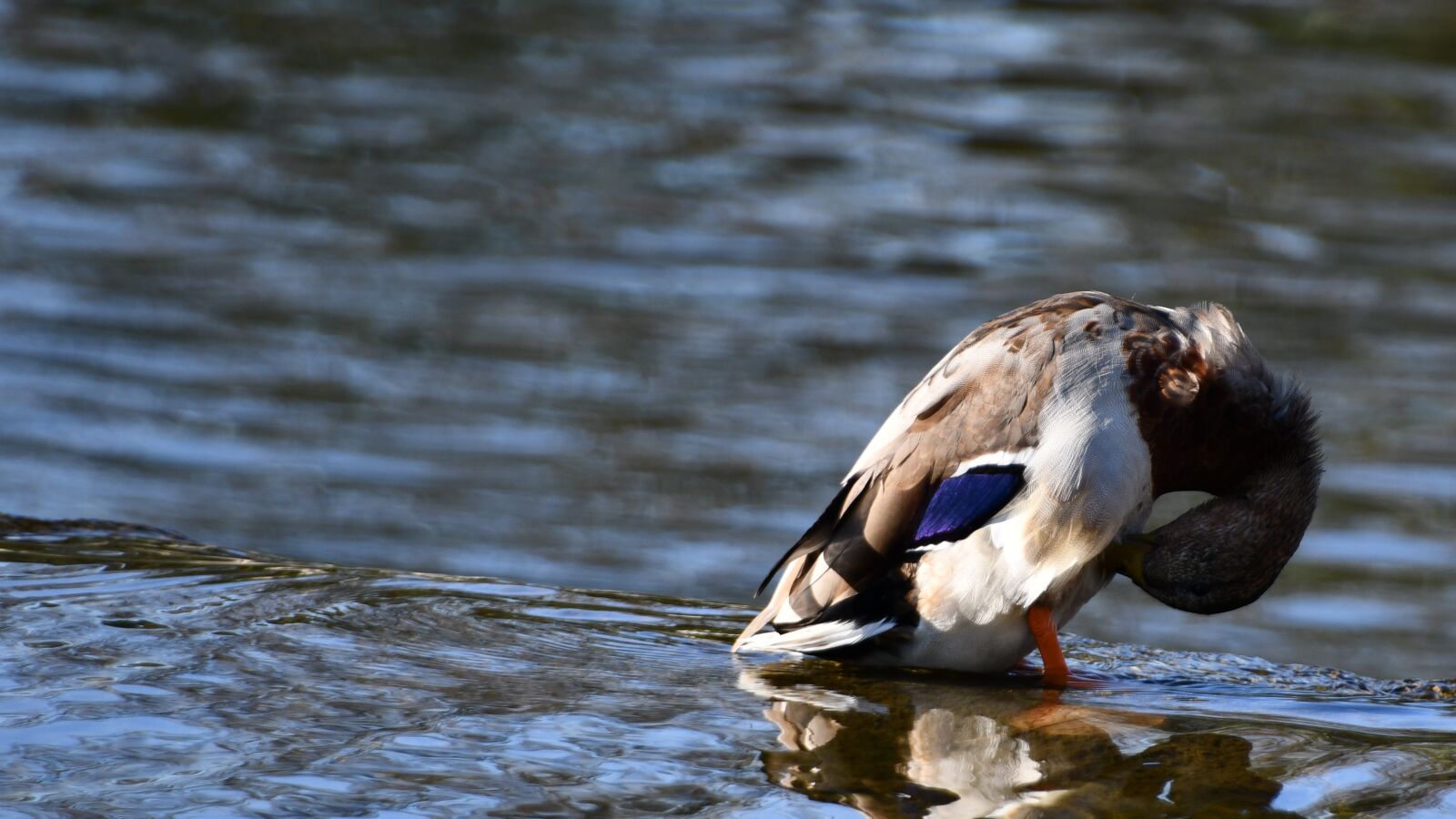 Nikon D7500 sample photo. Duck, bird, river photography