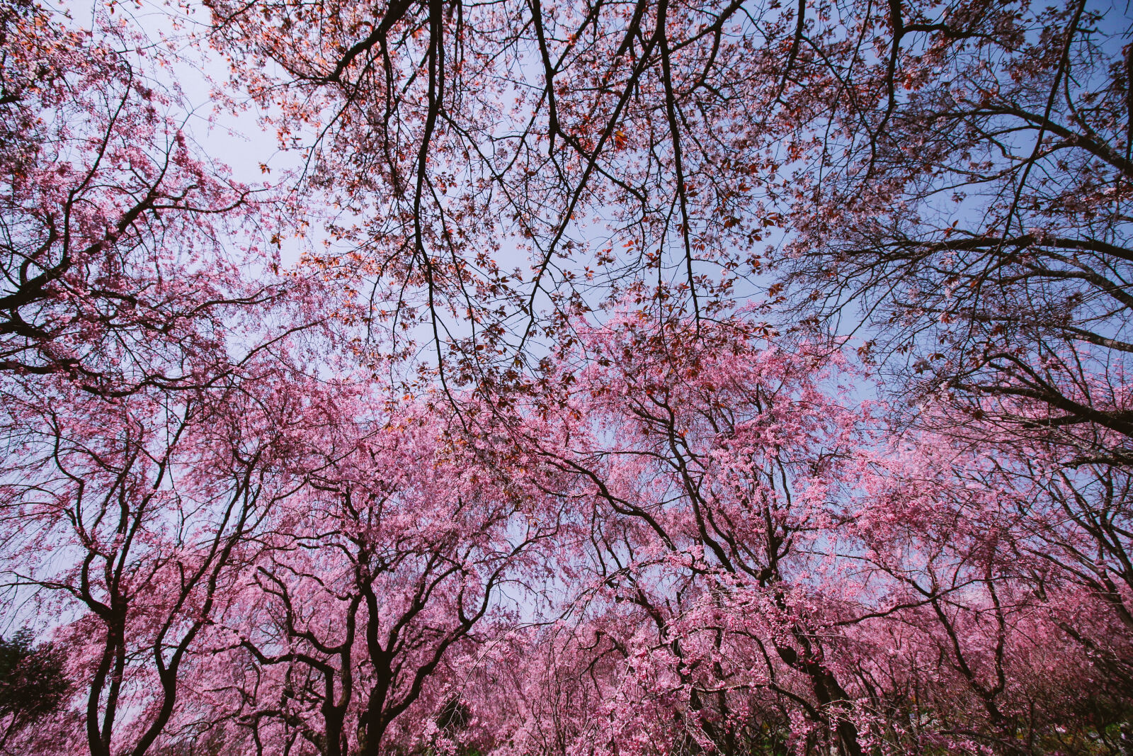 Canon EOS 600D (Rebel EOS T3i / EOS Kiss X5) sample photo. Beautiful, flowers, cherry, blossom photography