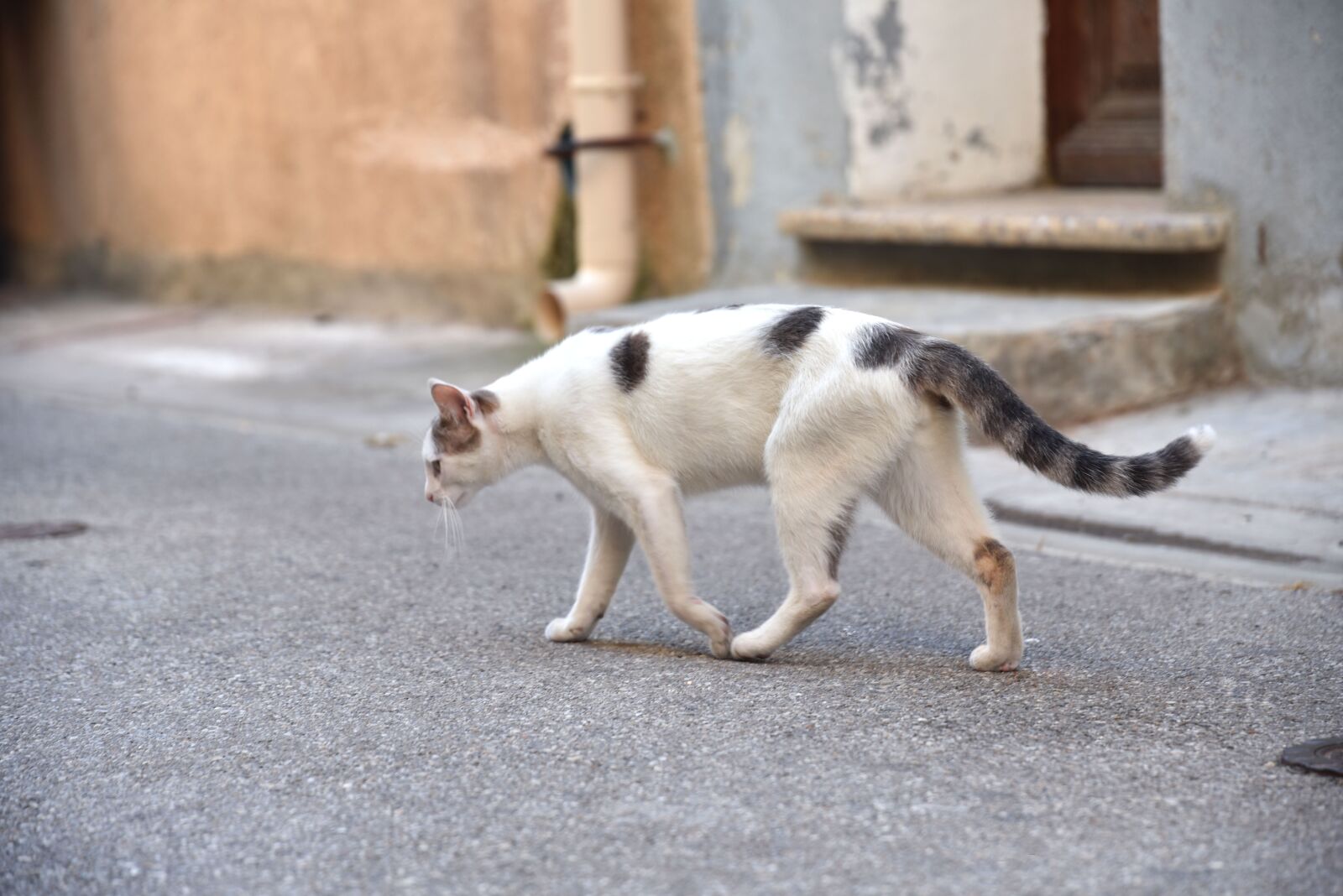 Nikon D750 sample photo. Cat, street, animal photography