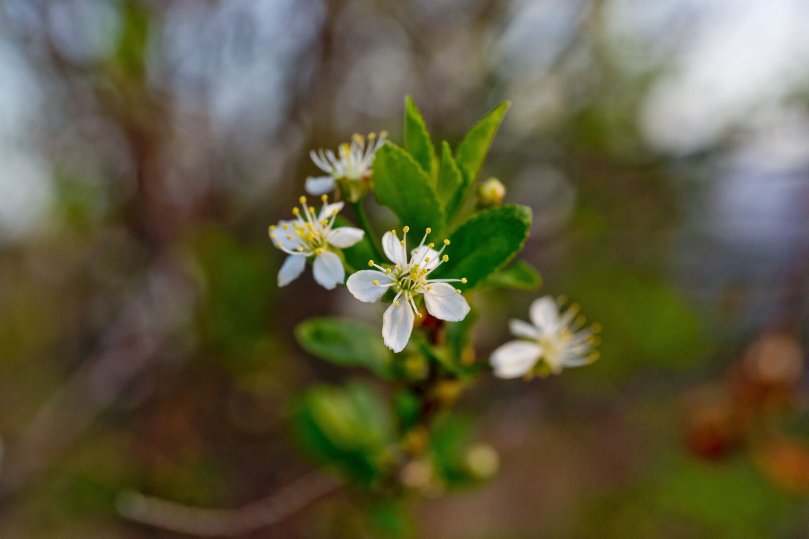 Sony Alpha DSLR-A850 sample photo. Flowers, bloom, cherry photography