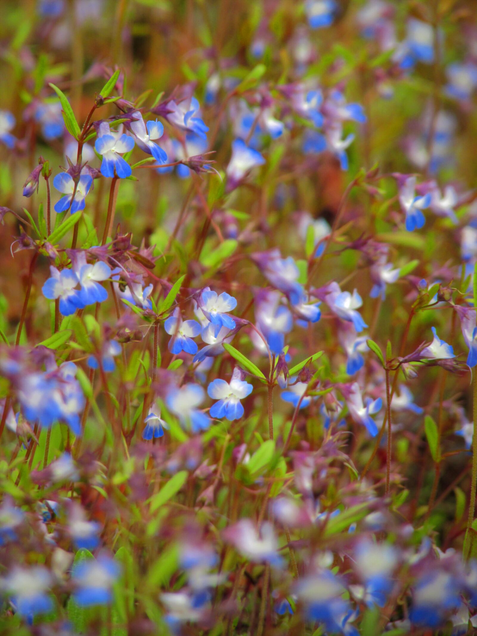 Canon PowerShot SX500 IS sample photo. Blue-eyed mary, flowers, field photography