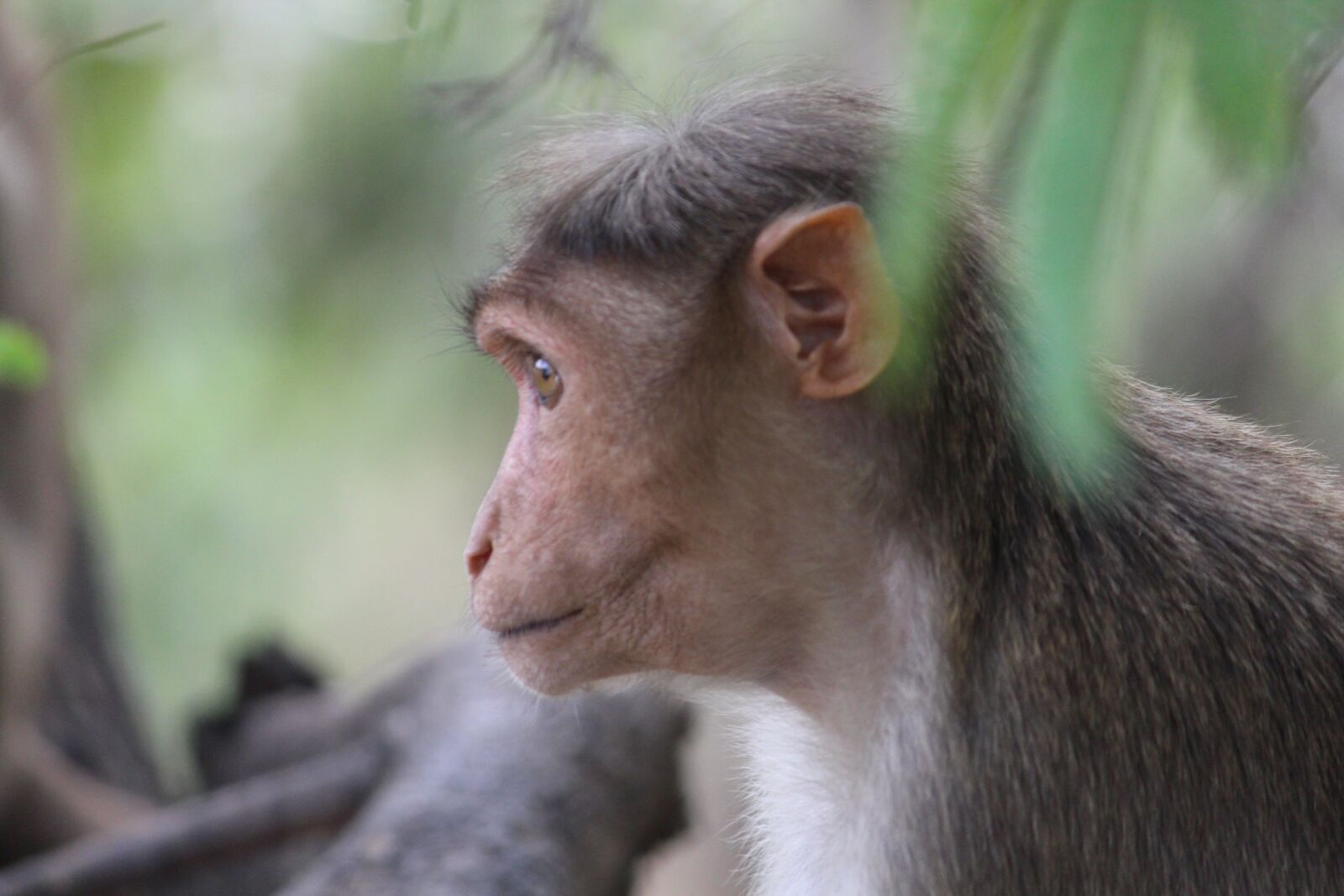 Canon EOS 700D (EOS Rebel T5i / EOS Kiss X7i) sample photo. Monkey, animal, wild photography