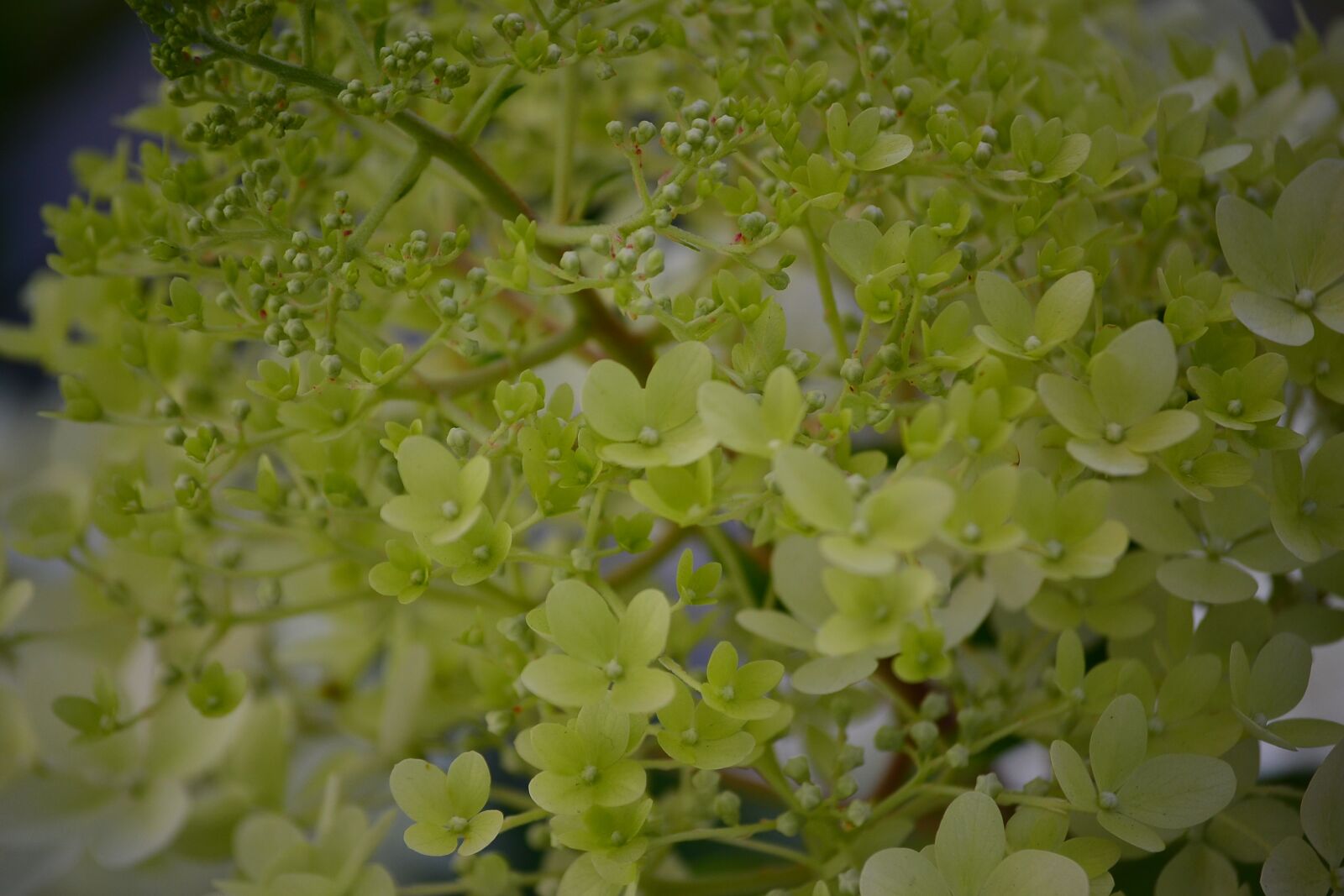 Nikon D3100 sample photo. Petal, flower, nature photography
