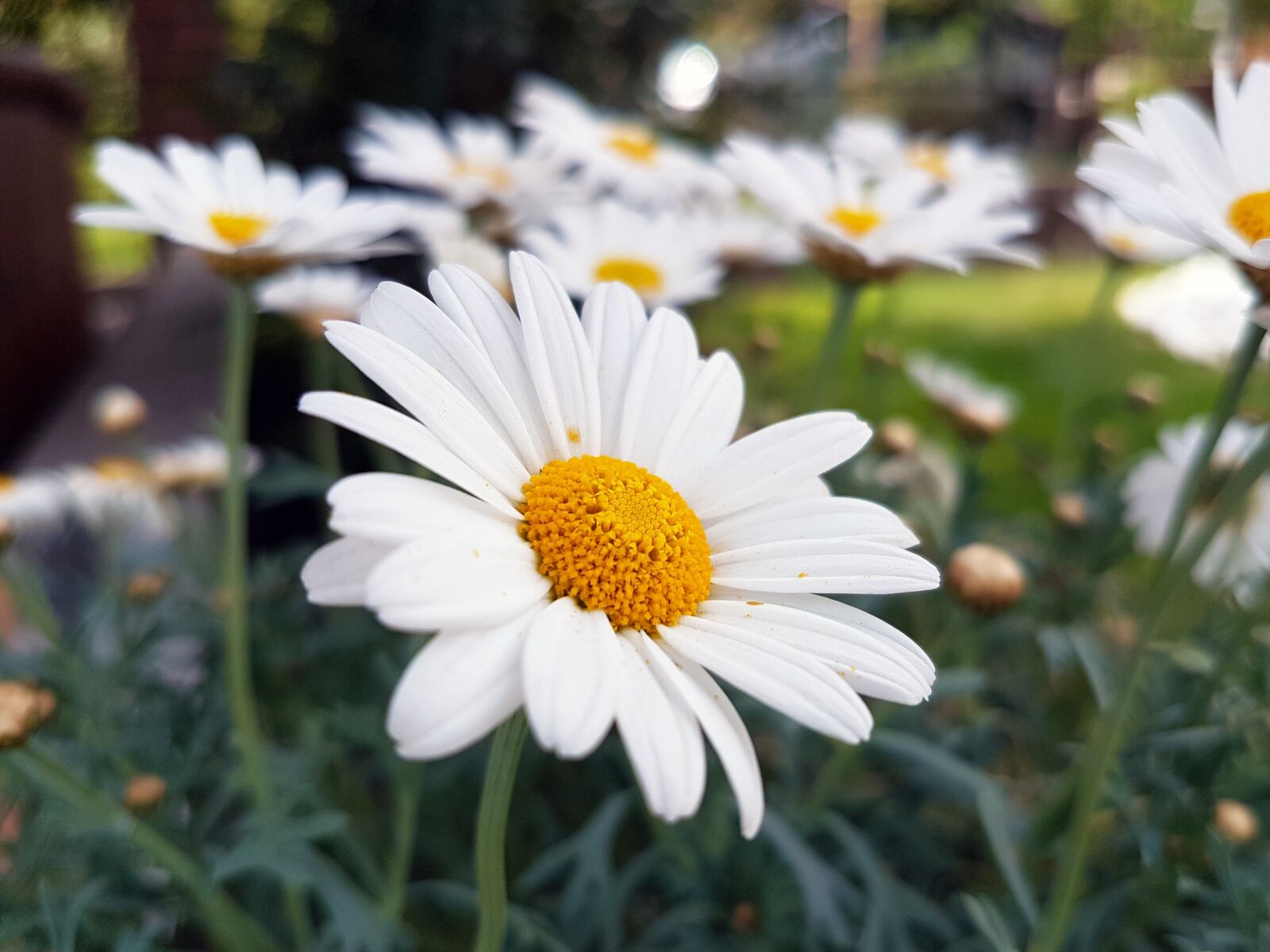 Samsung Galaxy S7 sample photo. Blossom, flower, floral photography