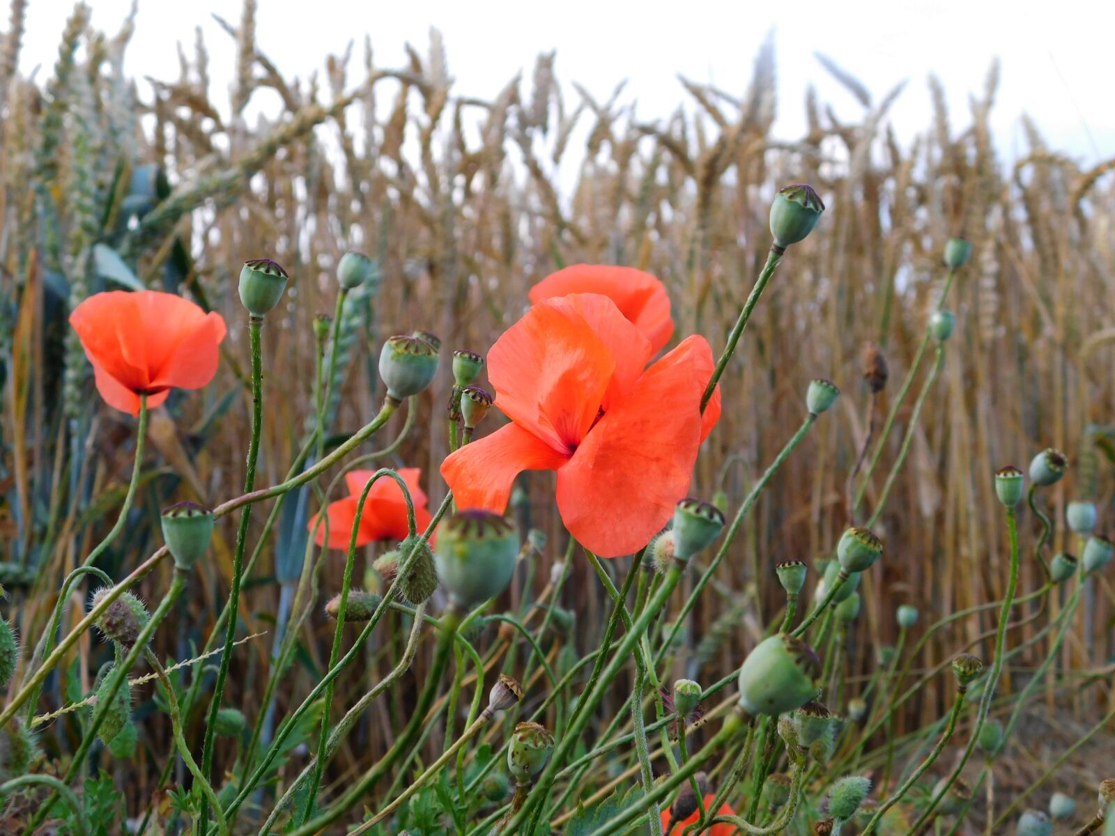 Nikon Coolpix L840 sample photo. Poppy, poppy buds, mohngewaechs photography