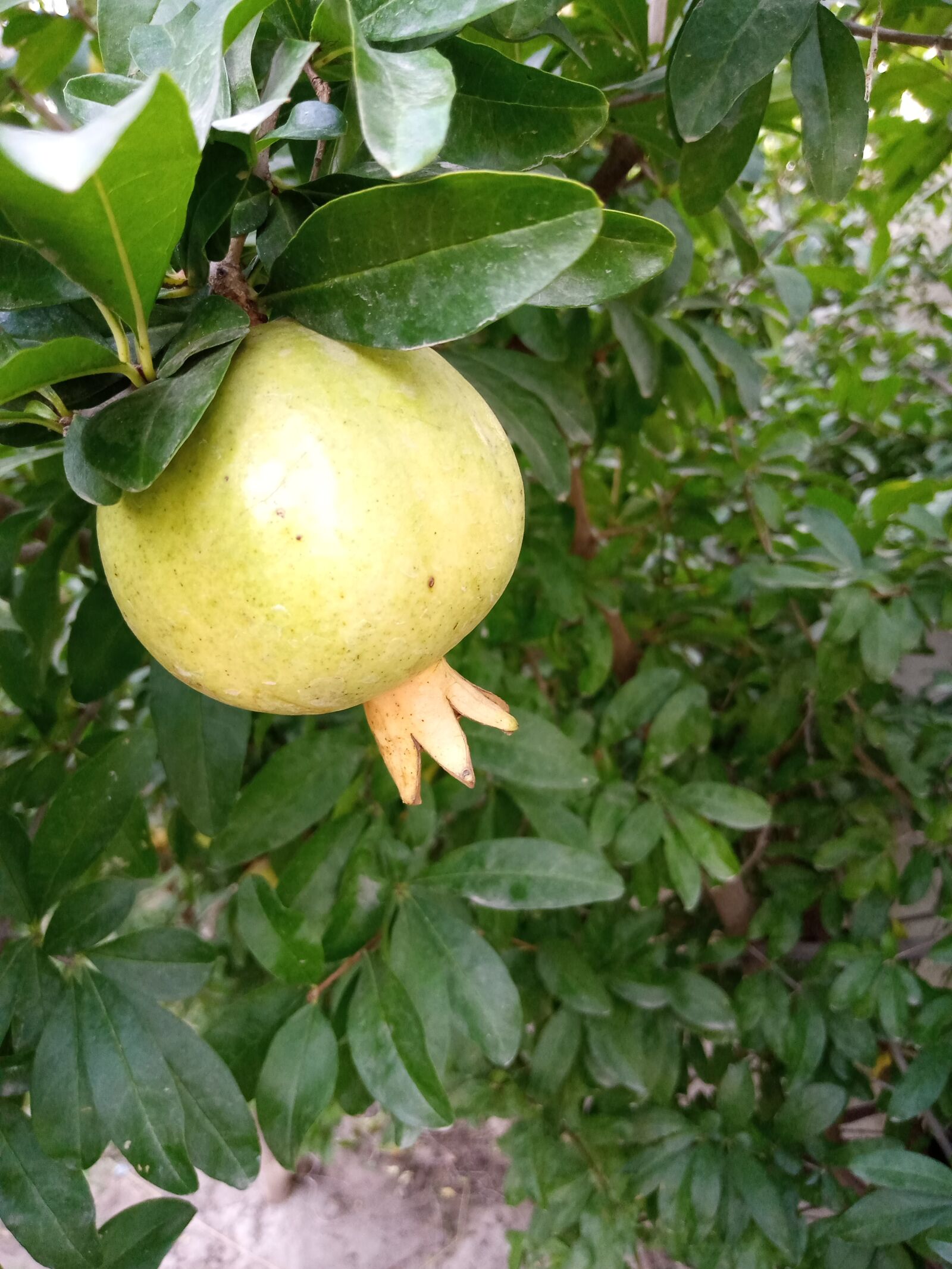 INFINIX MOBILITY LIMITED Infinix X650C sample photo. Fruit, white, natural photography