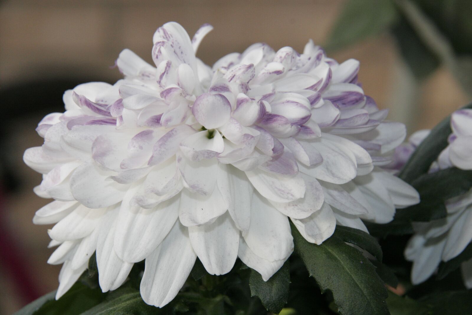 Canon EOS 20D sample photo. Flower, garden, nature photography