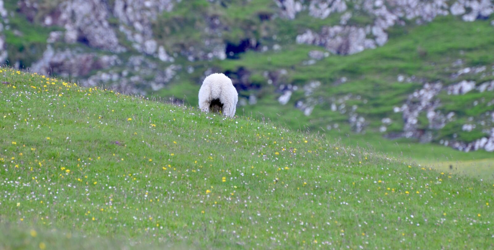 Nikon D7000 sample photo. May, scotland, wool photography