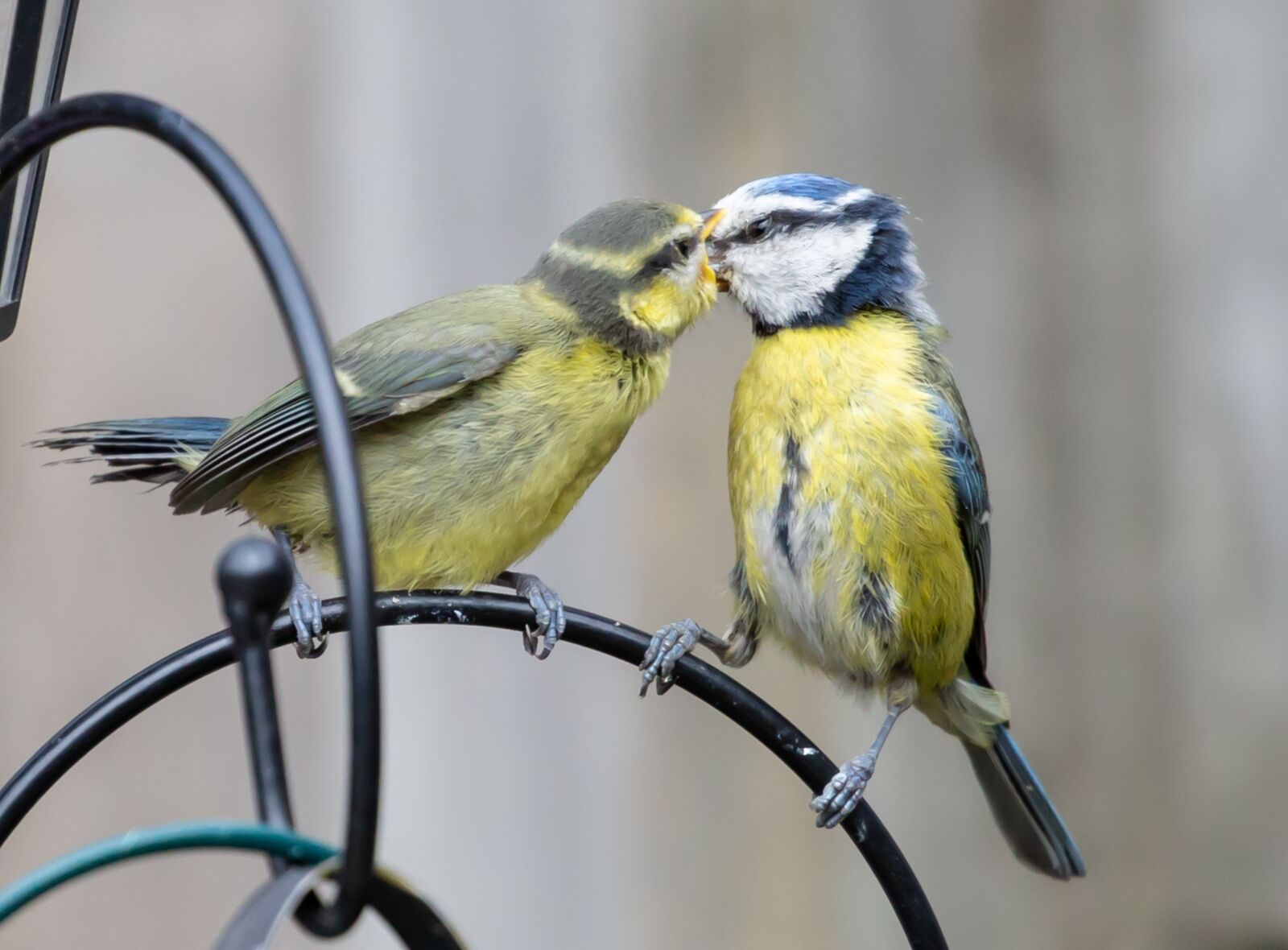 Canon EOS 5D Mark III sample photo. Feeding fledgling blue tit photography
