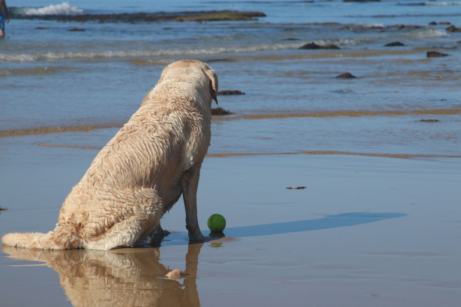 Canon EF 24-105mm F4L IS II USM sample photo. Dog, animal, observe photography