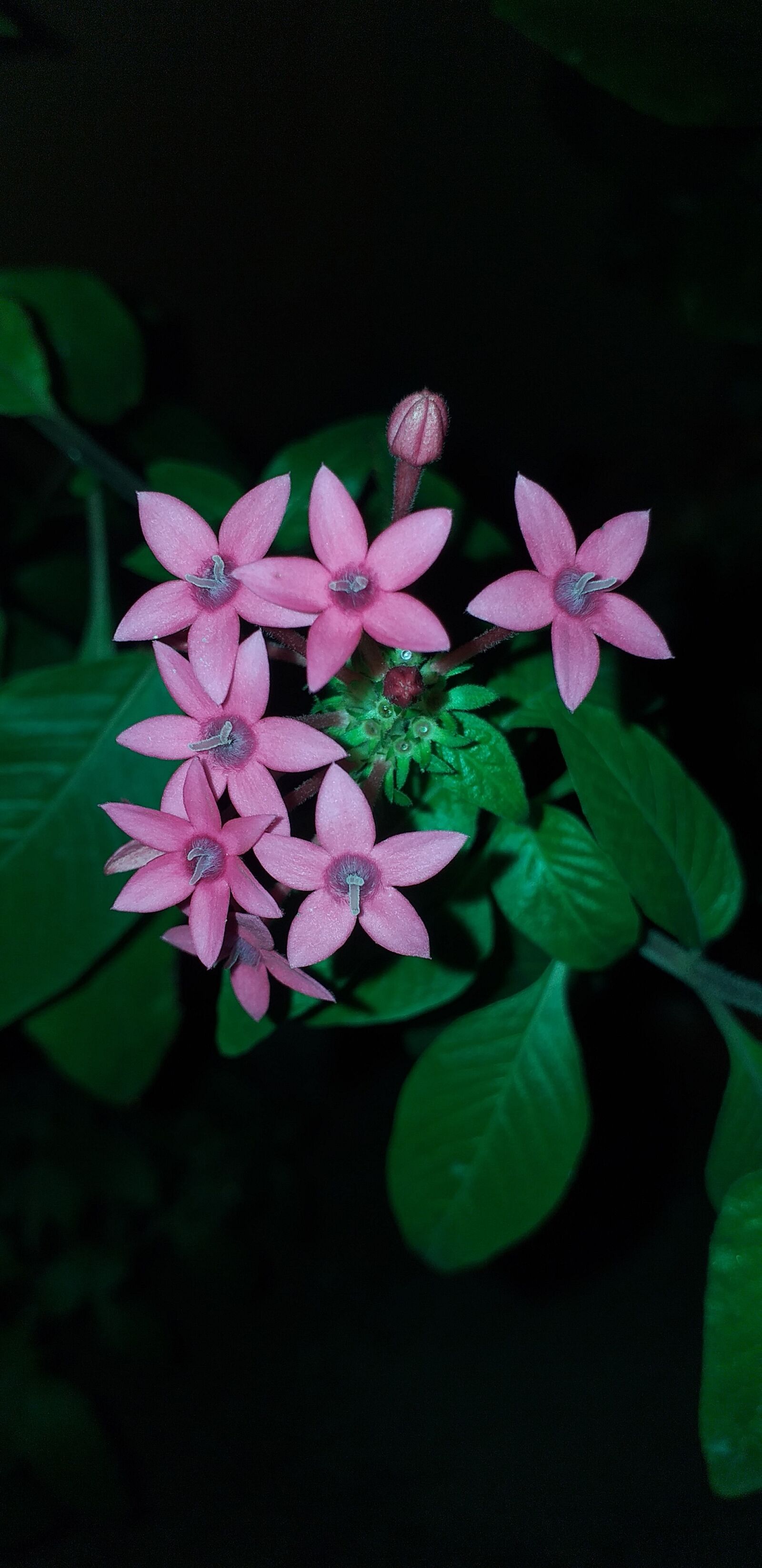 Samsung Galaxy J6+ sample photo. Violets, flowers, lavender photography