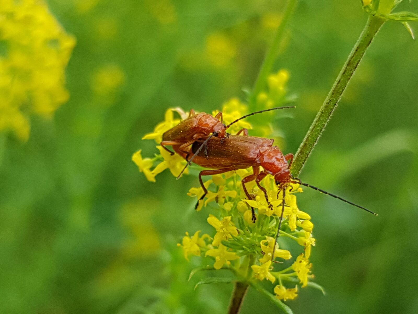 Samsung Galaxy S8+ sample photo. Insects, nature, yellow flower photography