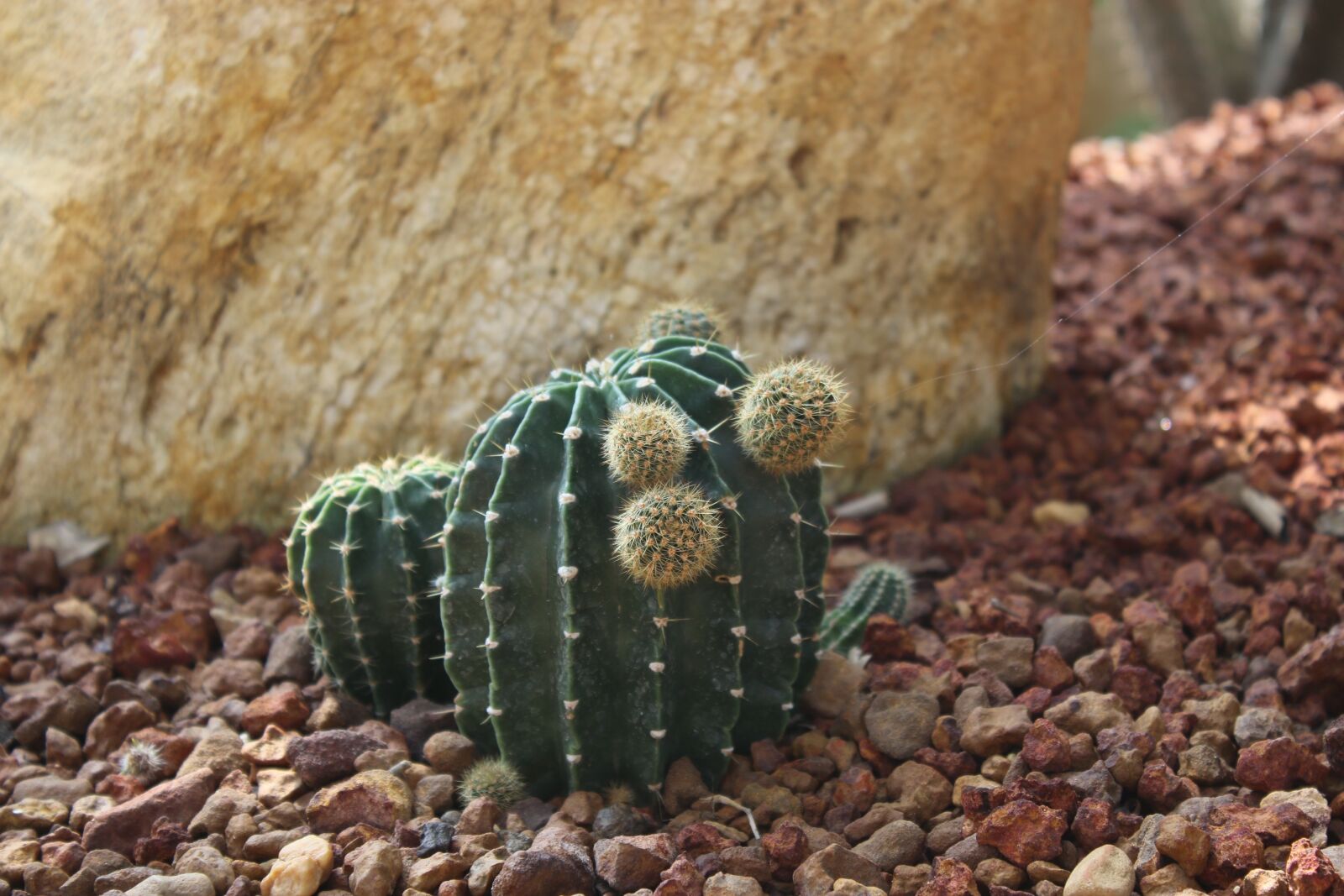 Canon EOS 70D sample photo. Cactus, desert, tree photography