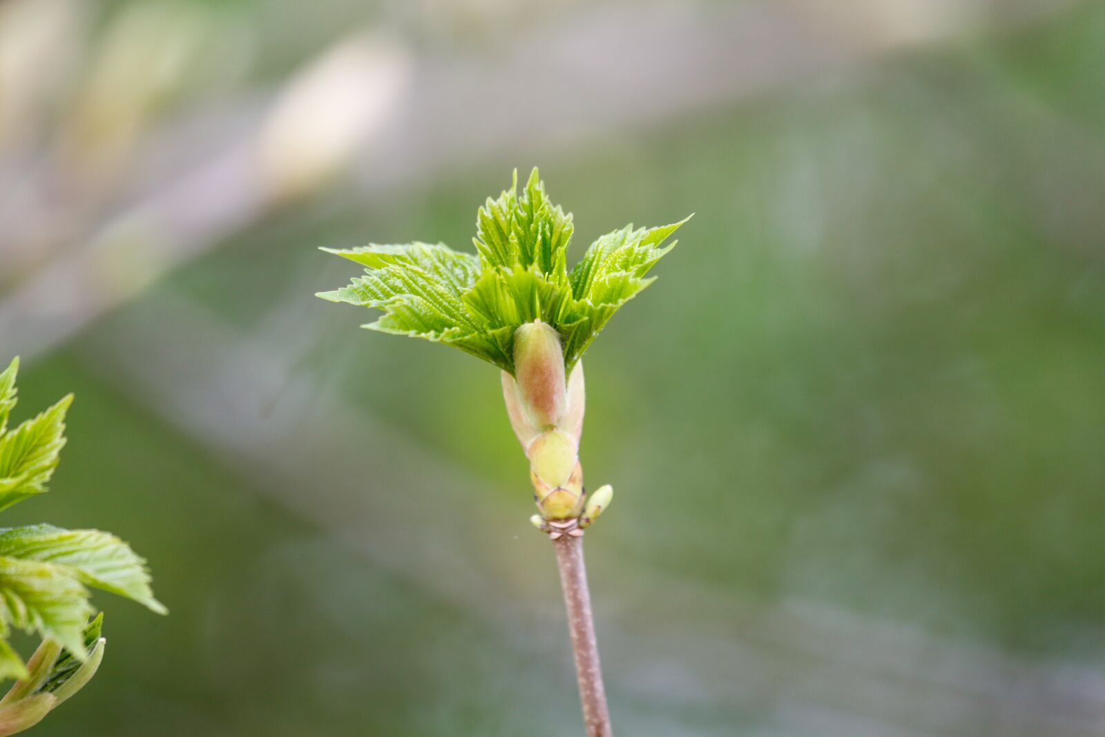Canon EF 100-400mm F4.5-5.6L IS USM sample photo. Spring, flowers, scion photography