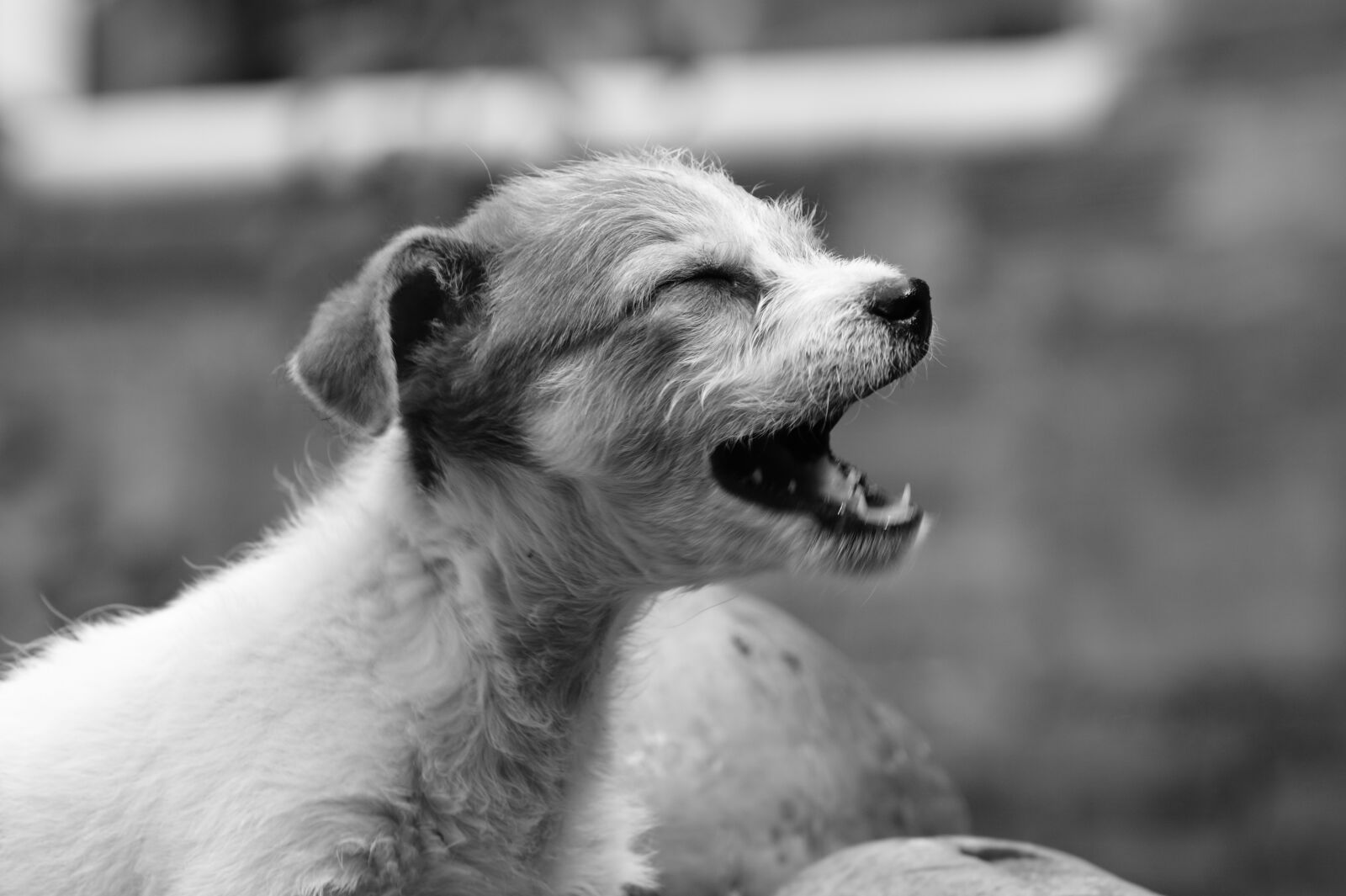 Sony Alpha DSLR-A390 sample photo. My, dogs, the photography
