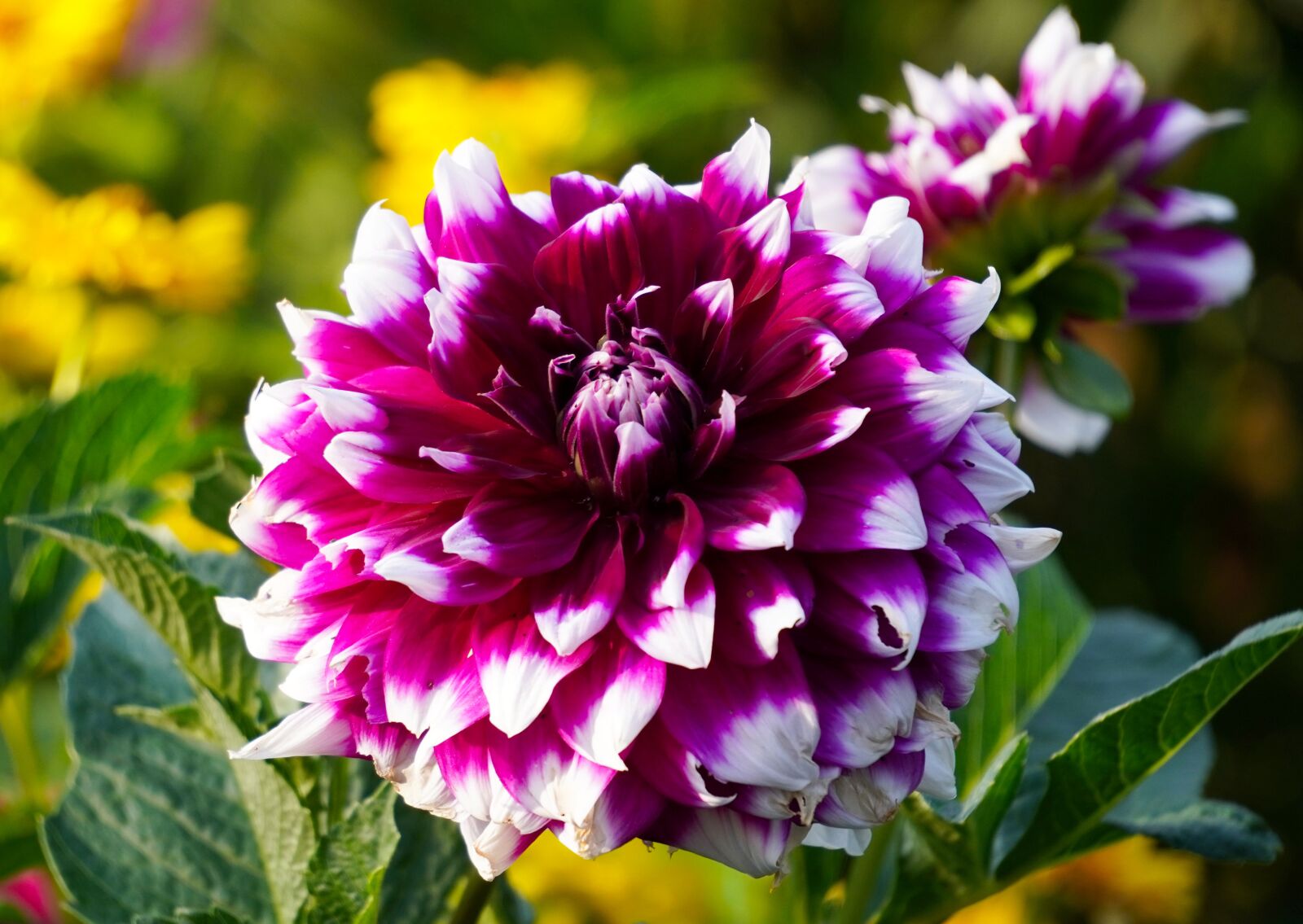 Sony E 55-210mm F4.5-6.3 OSS sample photo. Dahlia, blossom, bloom photography