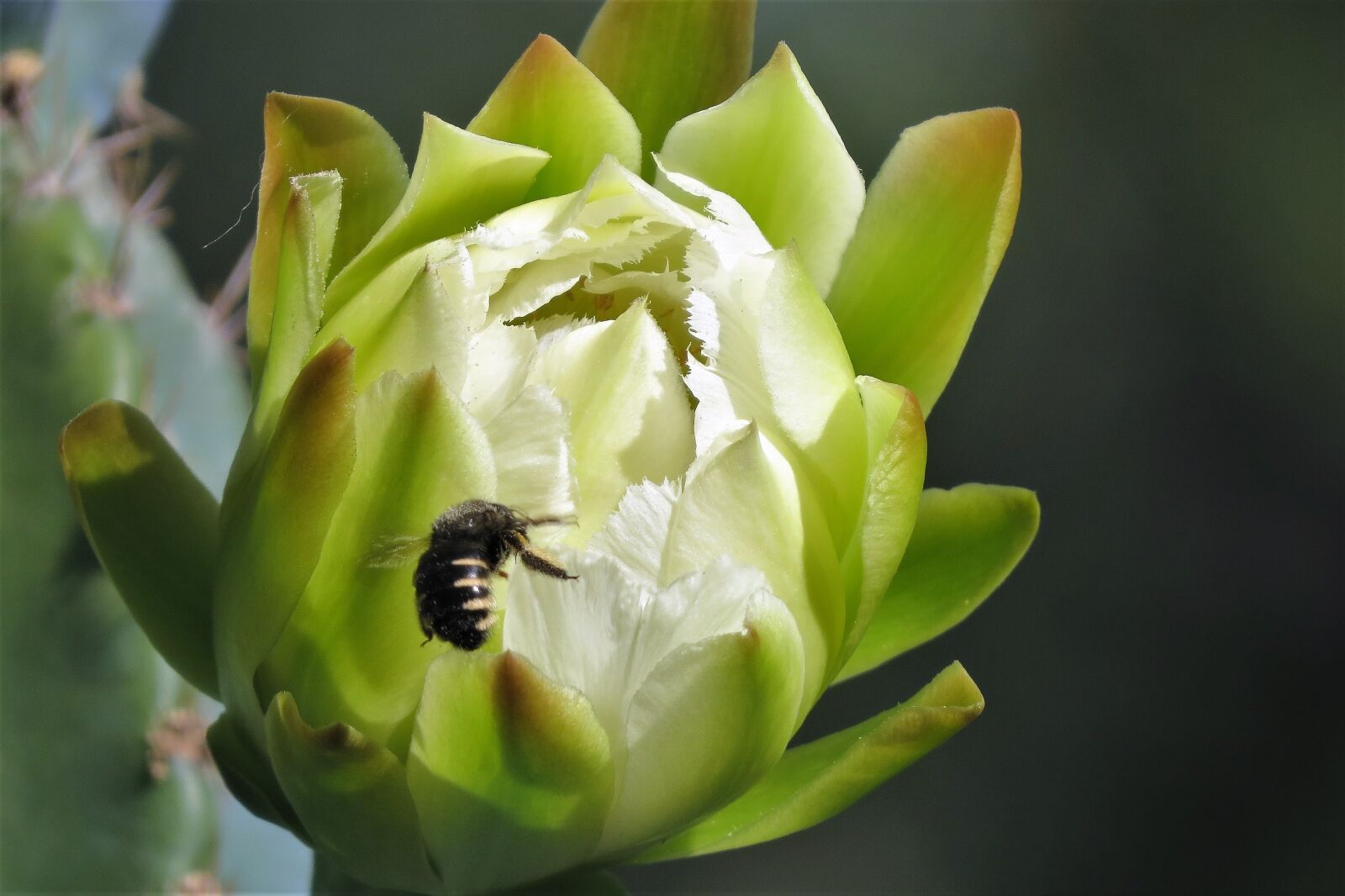 Canon PowerShot SX50 HS sample photo. Flower, cactus, white bud photography