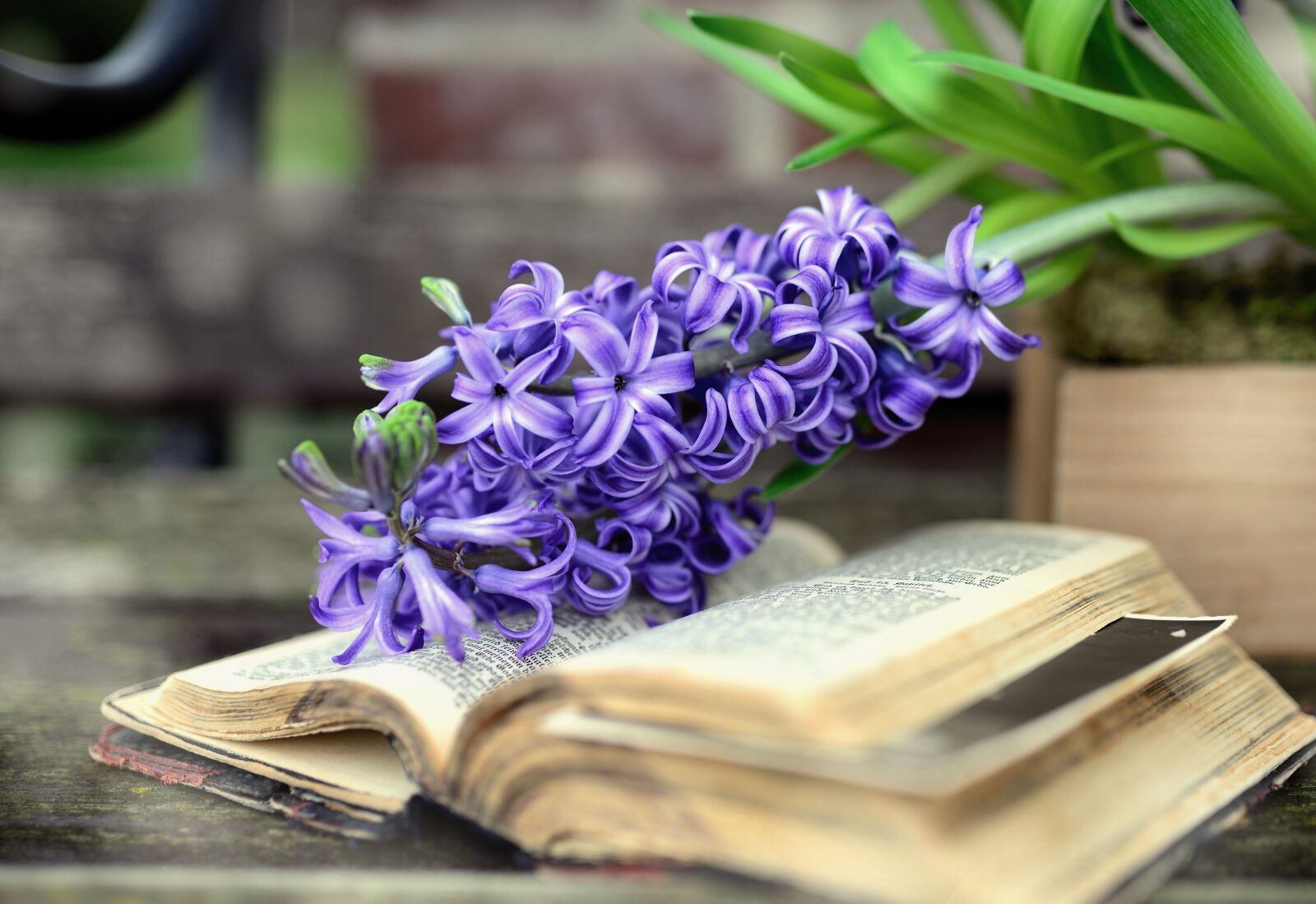 Nikon D610 sample photo. Hyacinth, spring flower, flower photography