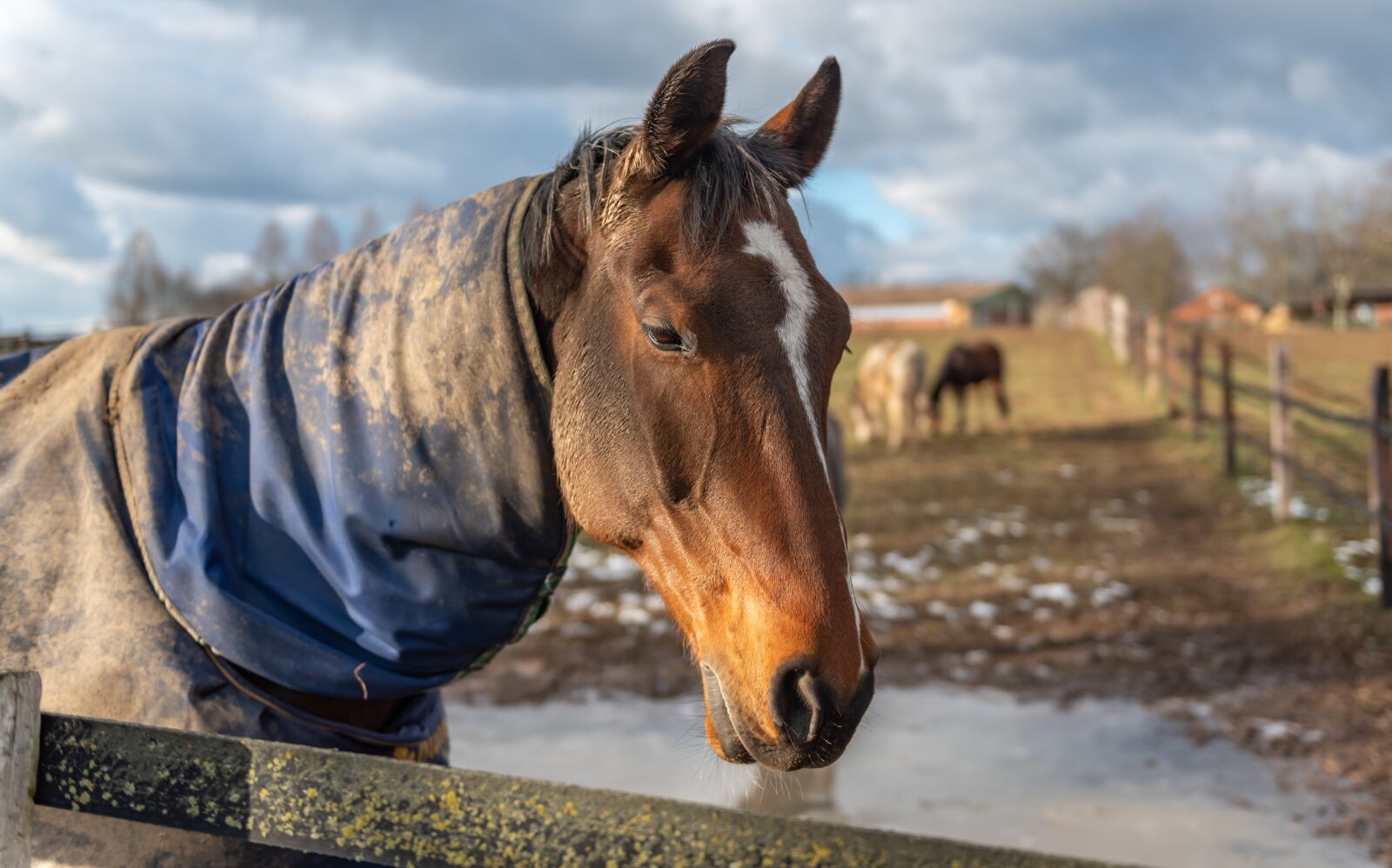 Nikon D750 sample photo. Paddock, horse head, horse photography