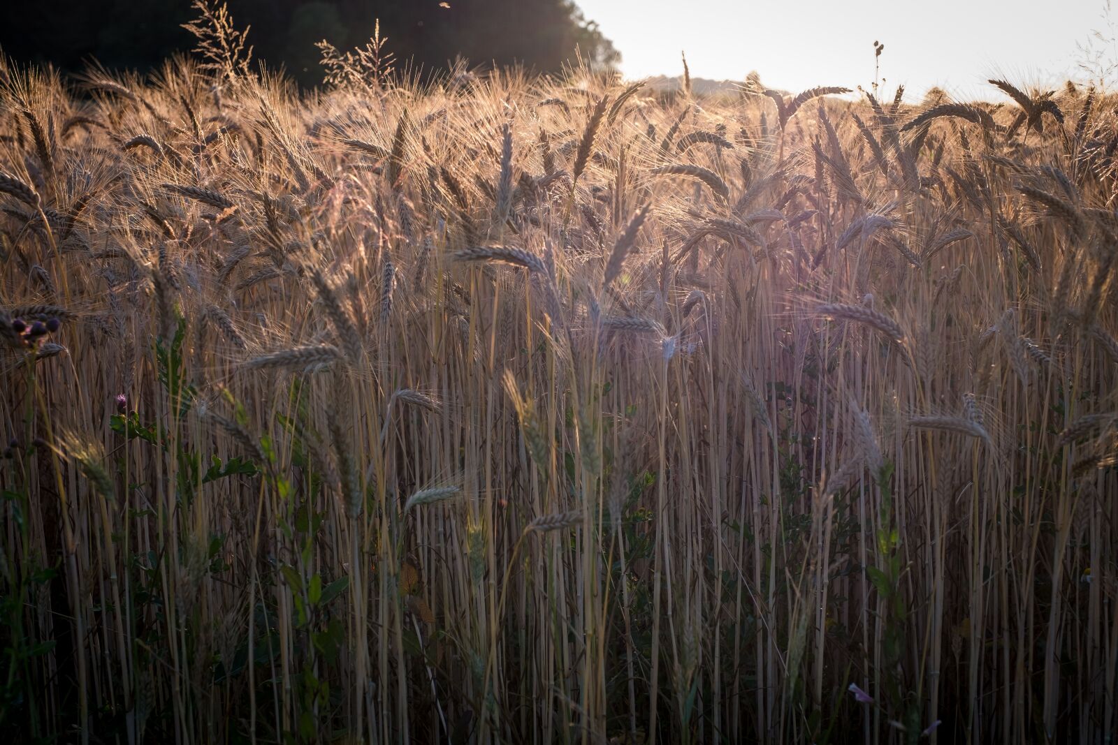 Fujifilm X-T2 sample photo. Cornfield, barley, wheat photography