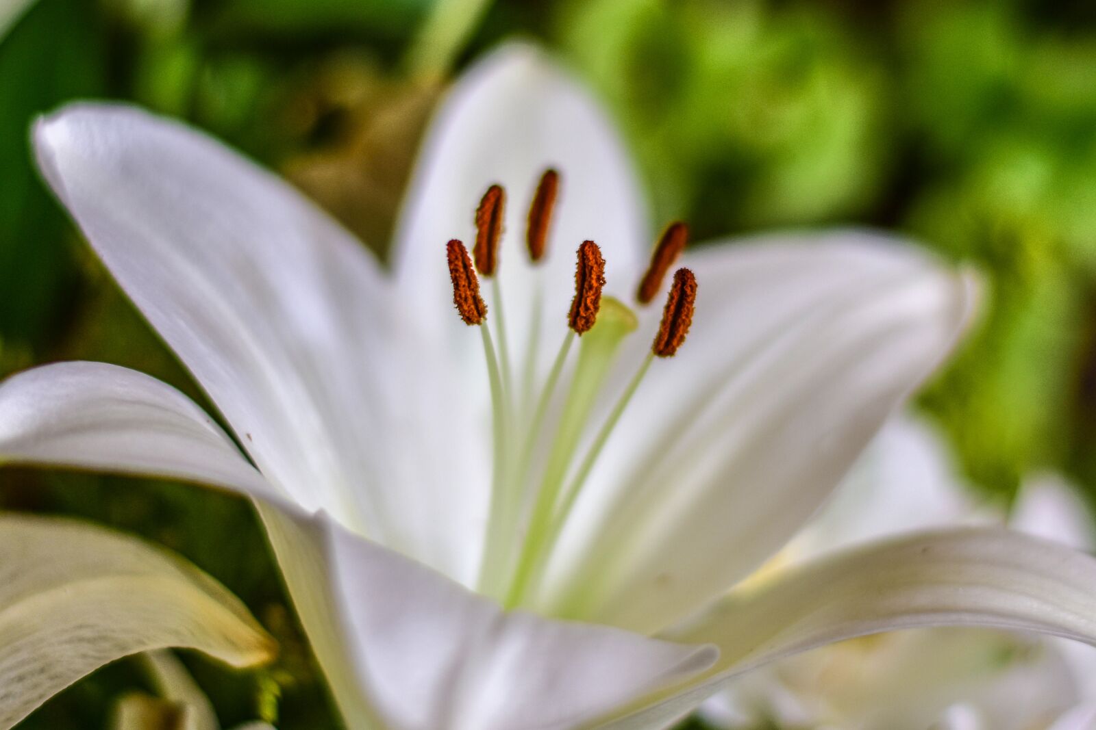 Nikon D3400 sample photo. Lily, cute flower, flower photography