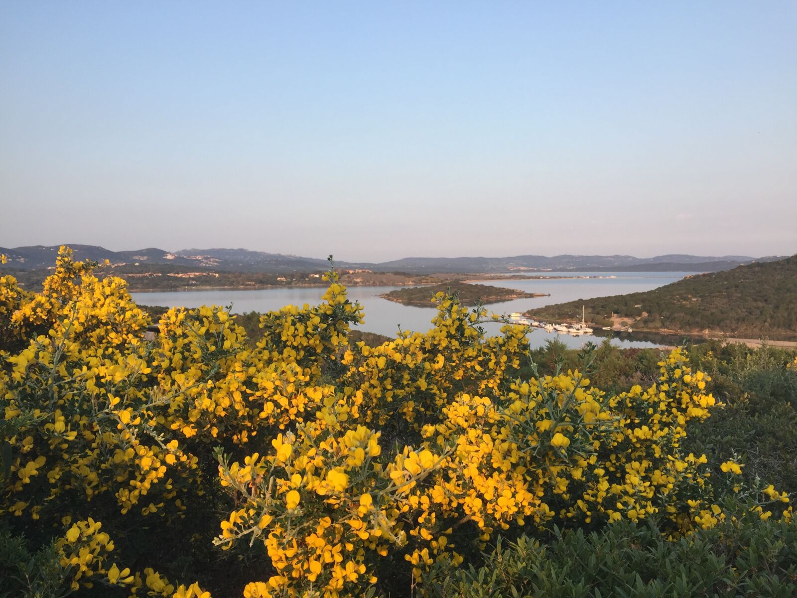 Apple iPhone 6 sample photo. Sardinia, flowers, vista photography