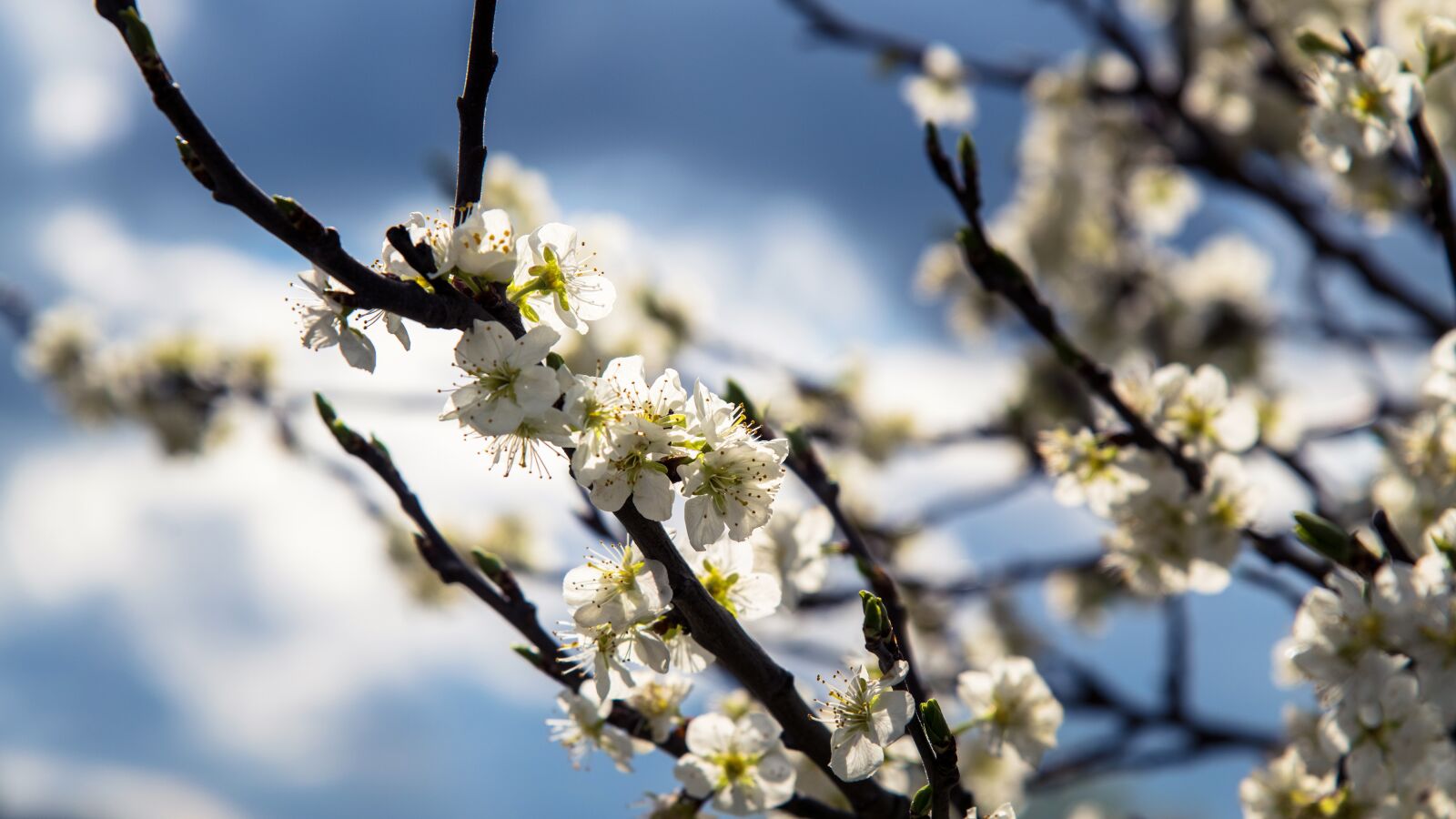 Nikon D850 sample photo. Tree, white, cherry photography