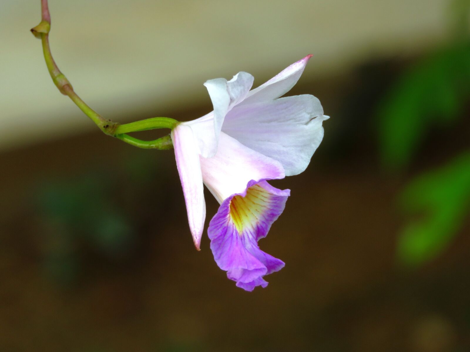 Canon PowerShot SX60 HS sample photo. Flower, white, pink photography
