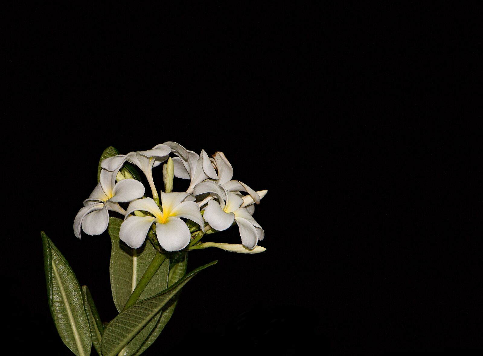 Canon EOS 70D sample photo. Flower, plant, nature photography