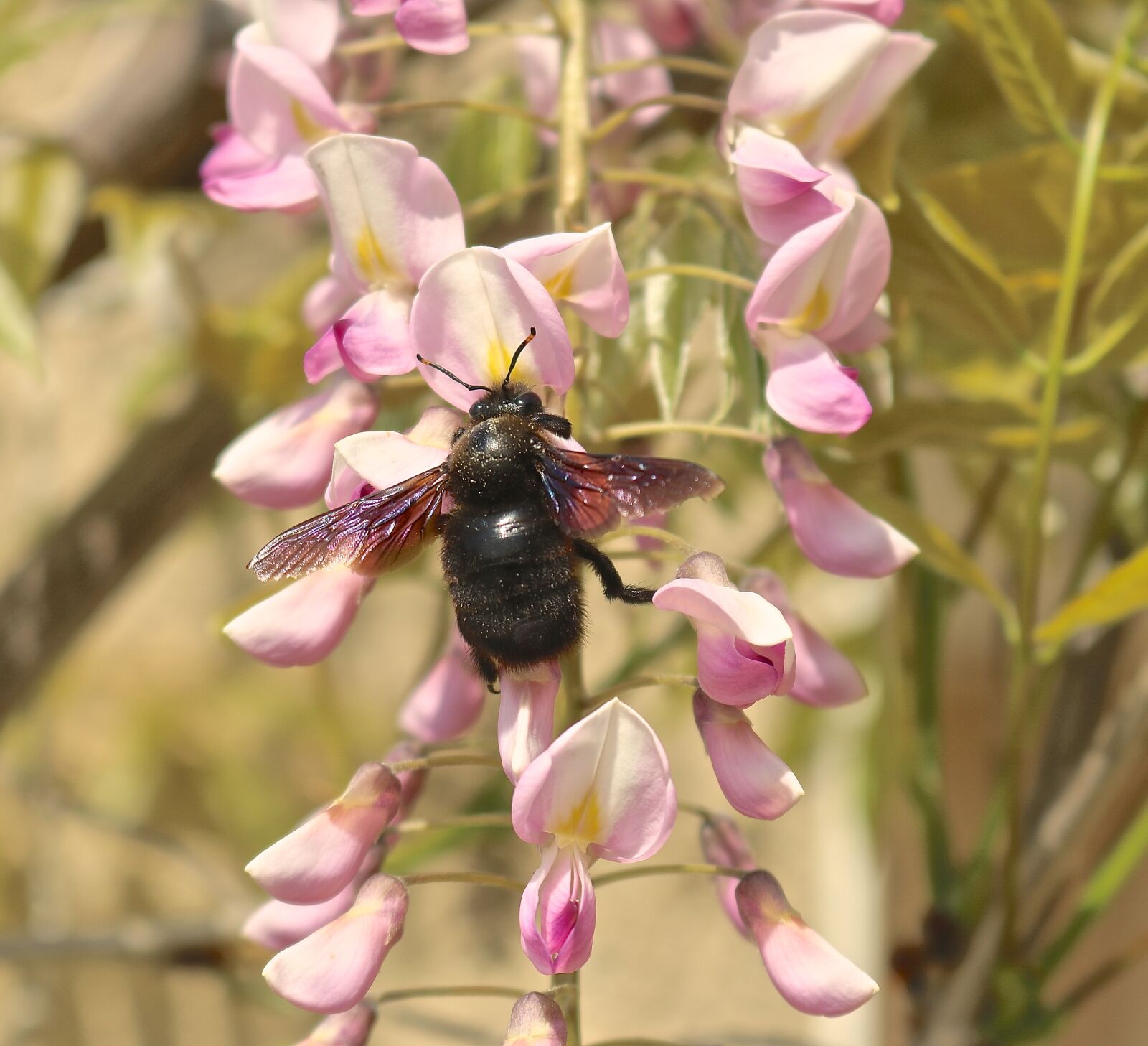 Canon EOS 750D (EOS Rebel T6i / EOS Kiss X8i) sample photo. Carpenter bee, xylocopa, bee photography