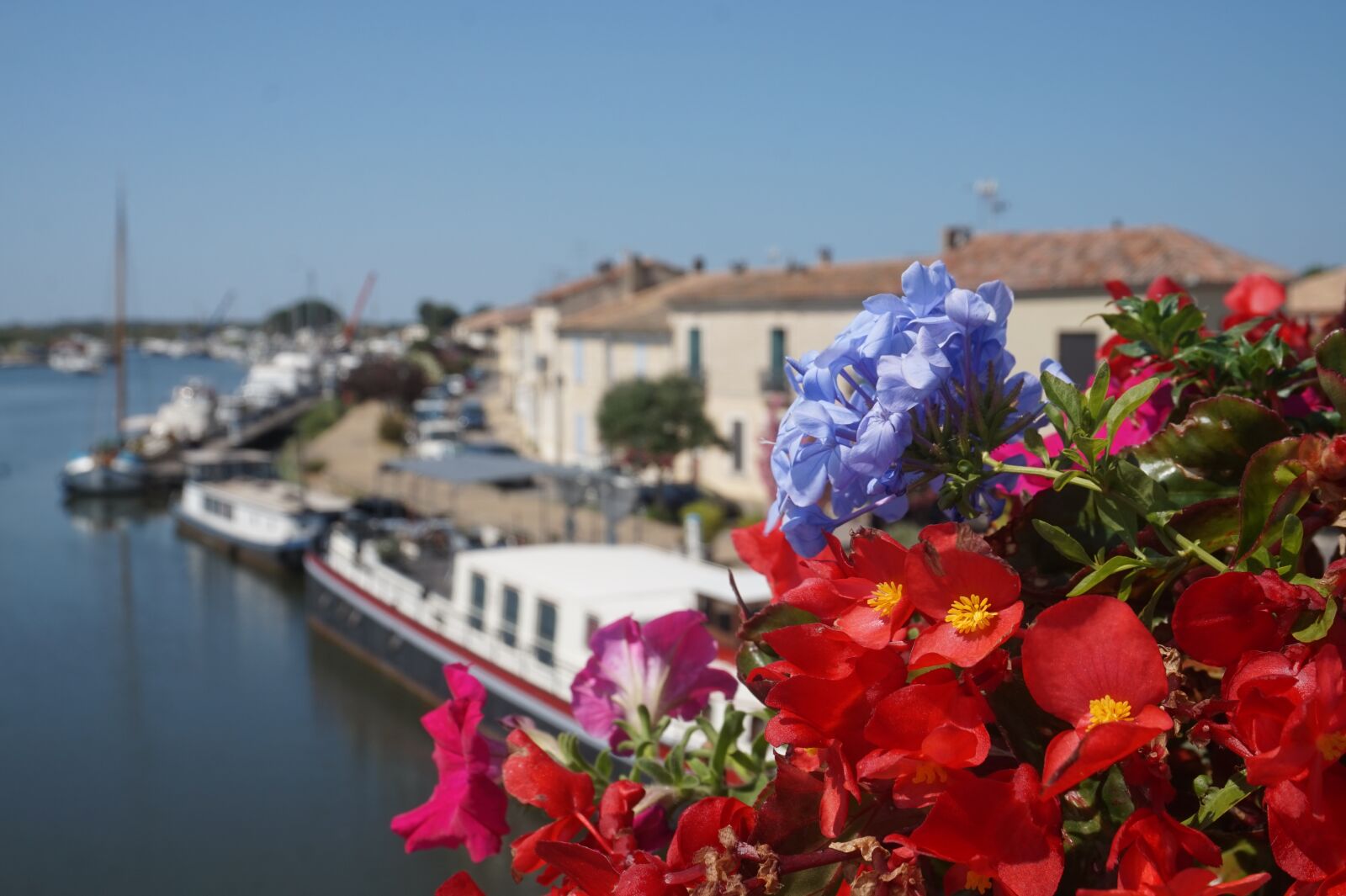 Sony Alpha a5000 (ILCE 5000) sample photo. Ships, flowers, water photography