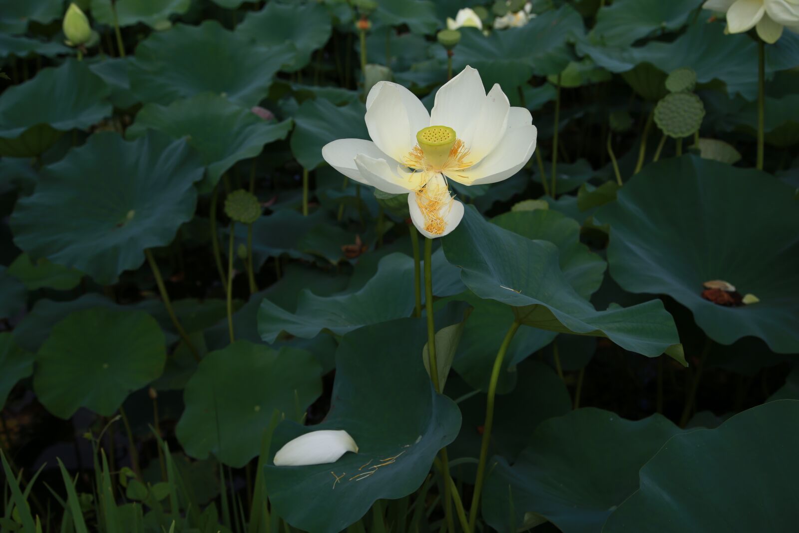 Canon EOS 6D + Canon EF 24-105mm F4L IS USM sample photo. Lotus, flowers, water lilies photography