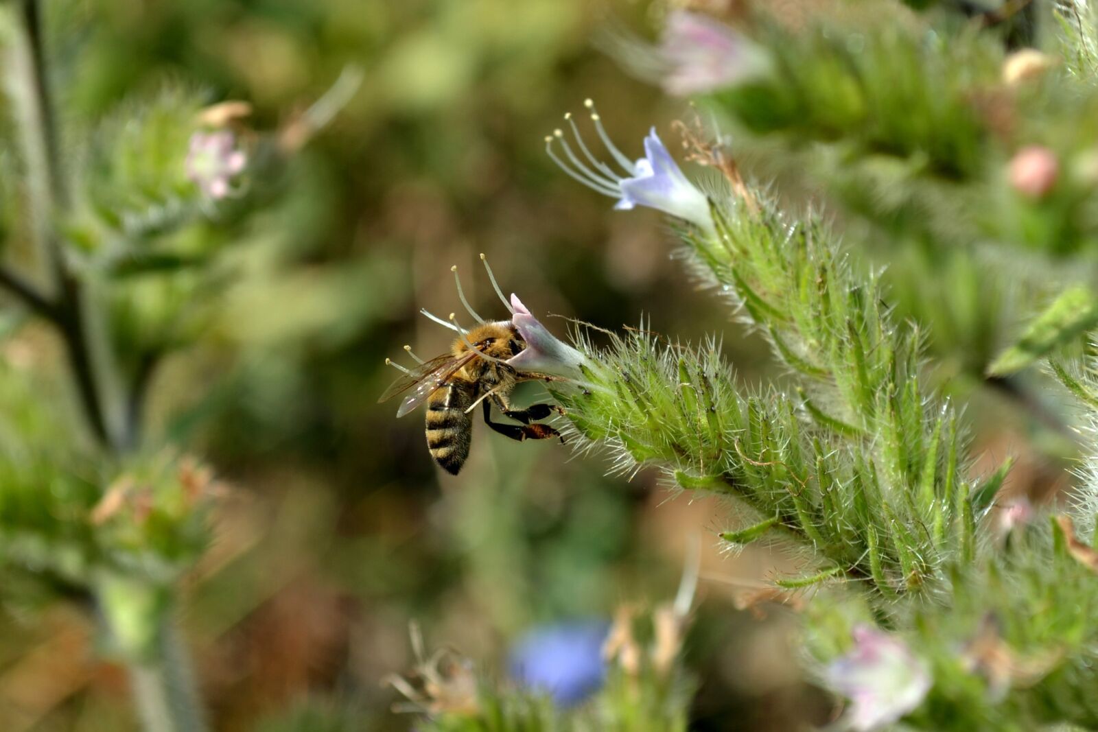 Nikon D5100 sample photo. Flower, nature, macro photography